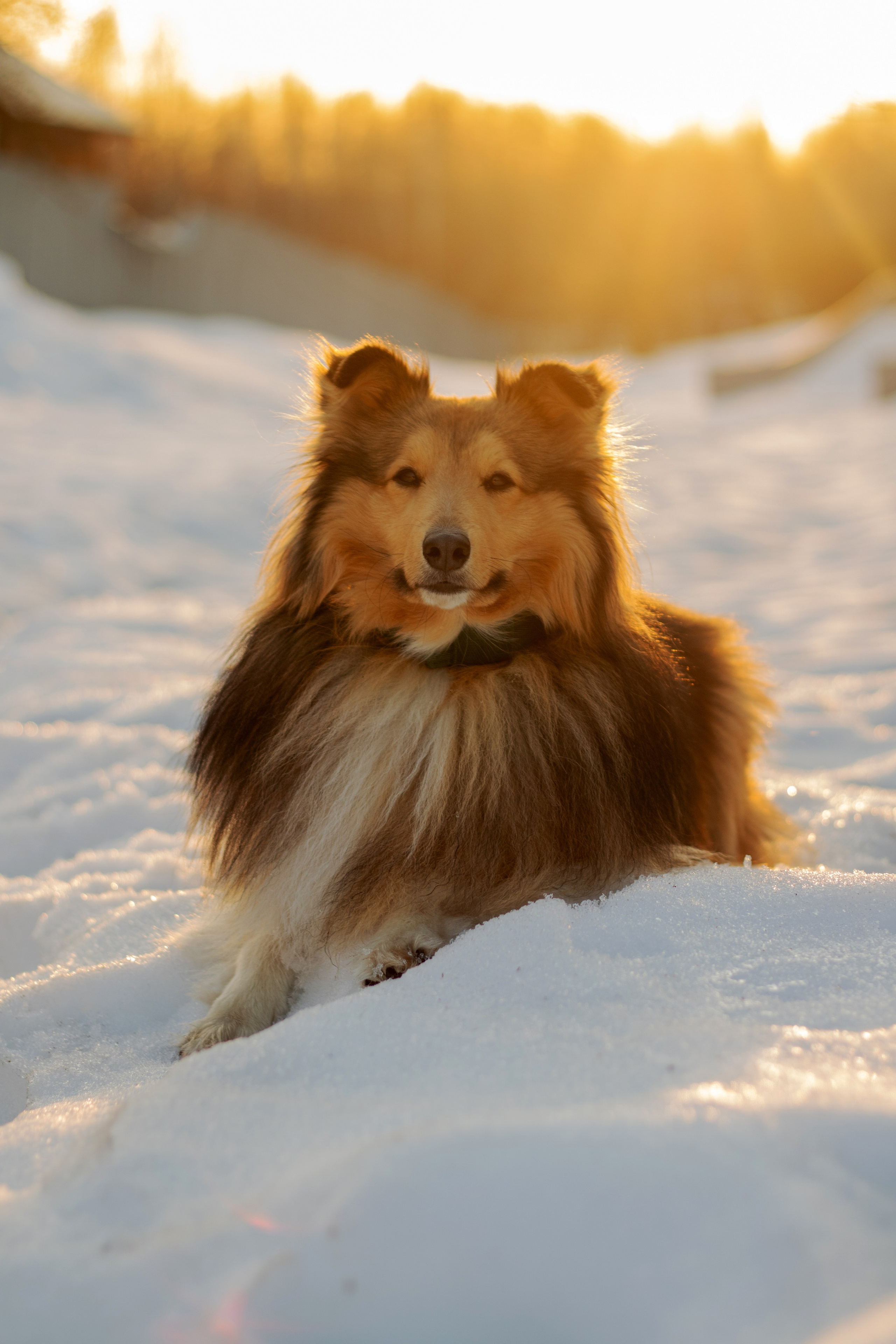 Арчи мой питомец шелти. Катя Попова|ЛайфСтайл фотограф