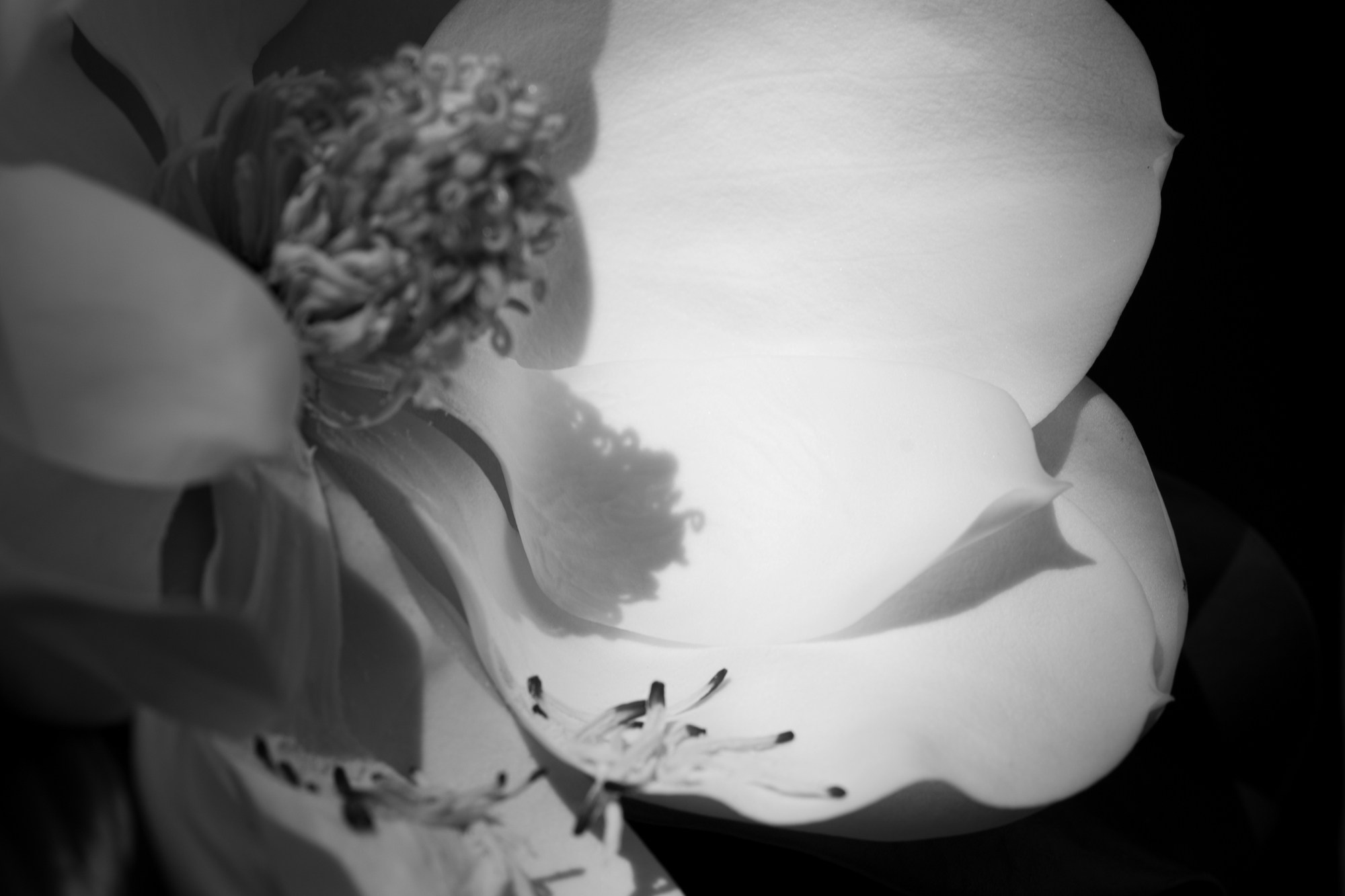 Елена Цихон художник фотографии и мастер фото-ДНК