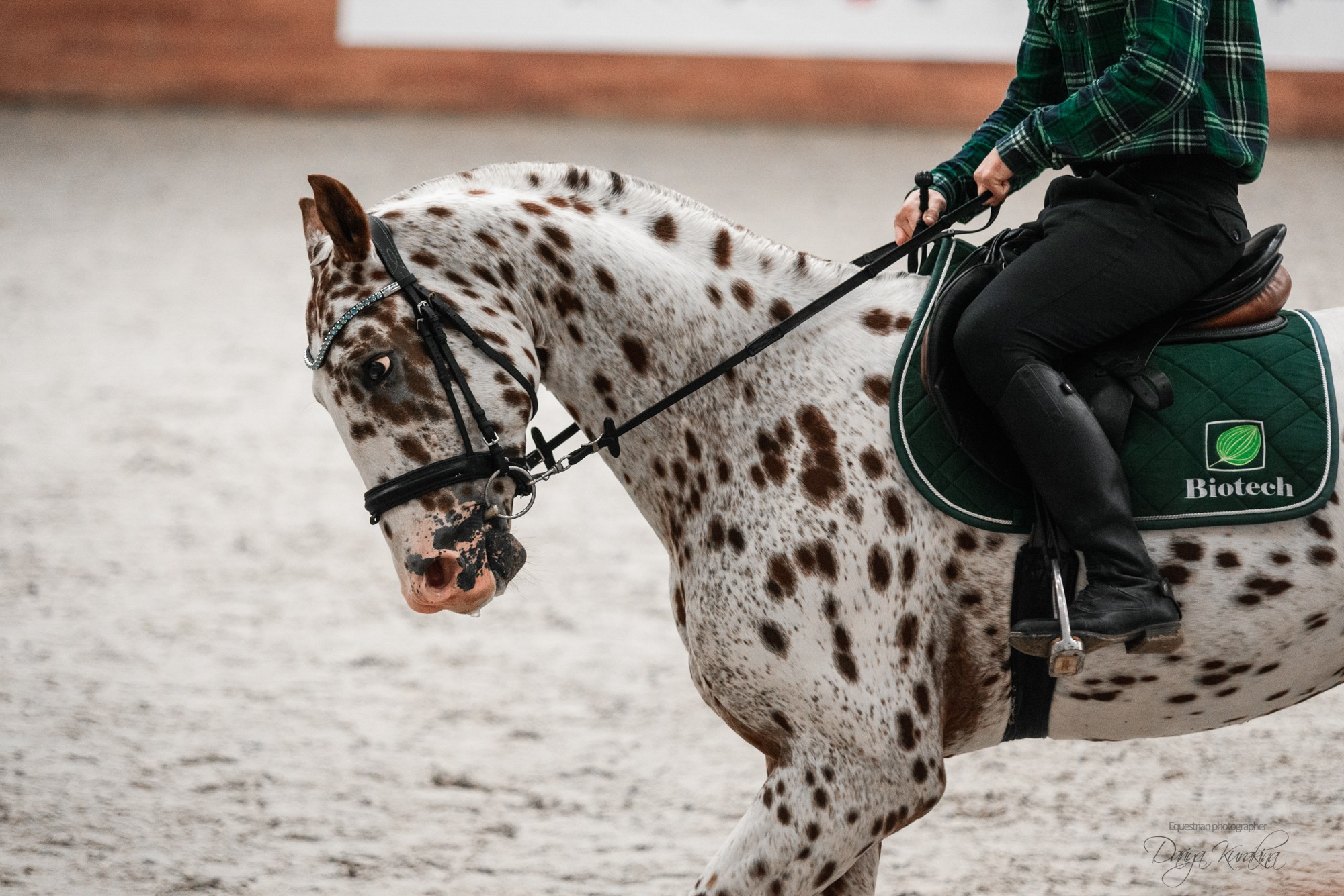 8-я международная выставка Конная Россия. Конный фотограф Куракина Дарья • Фотосессии с лошадьми