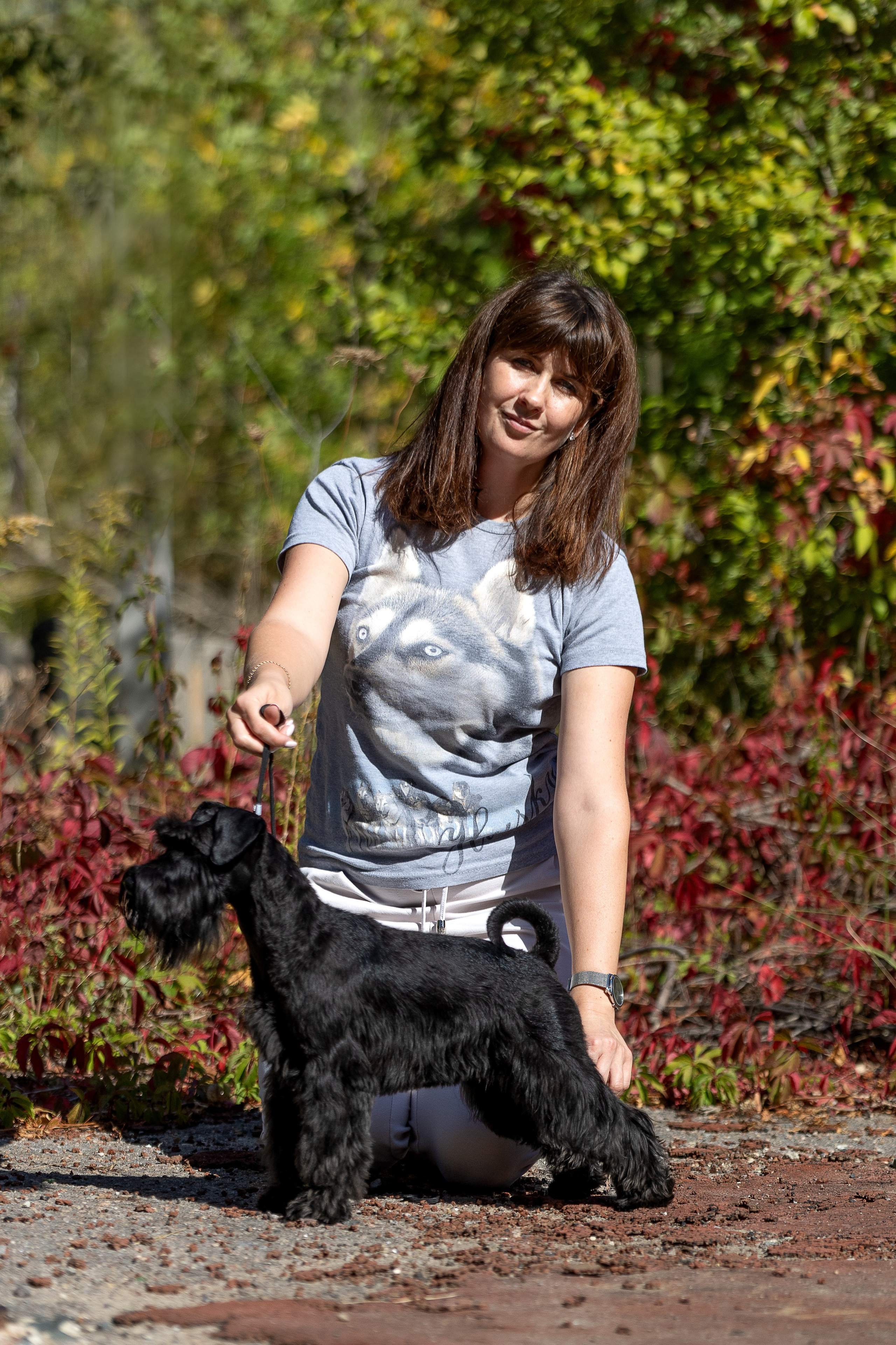 Выставка собак Орел 15.09.2024. Купить щенка Вельш-корги-кардиган в семейном питомнике — Ice Fantasy