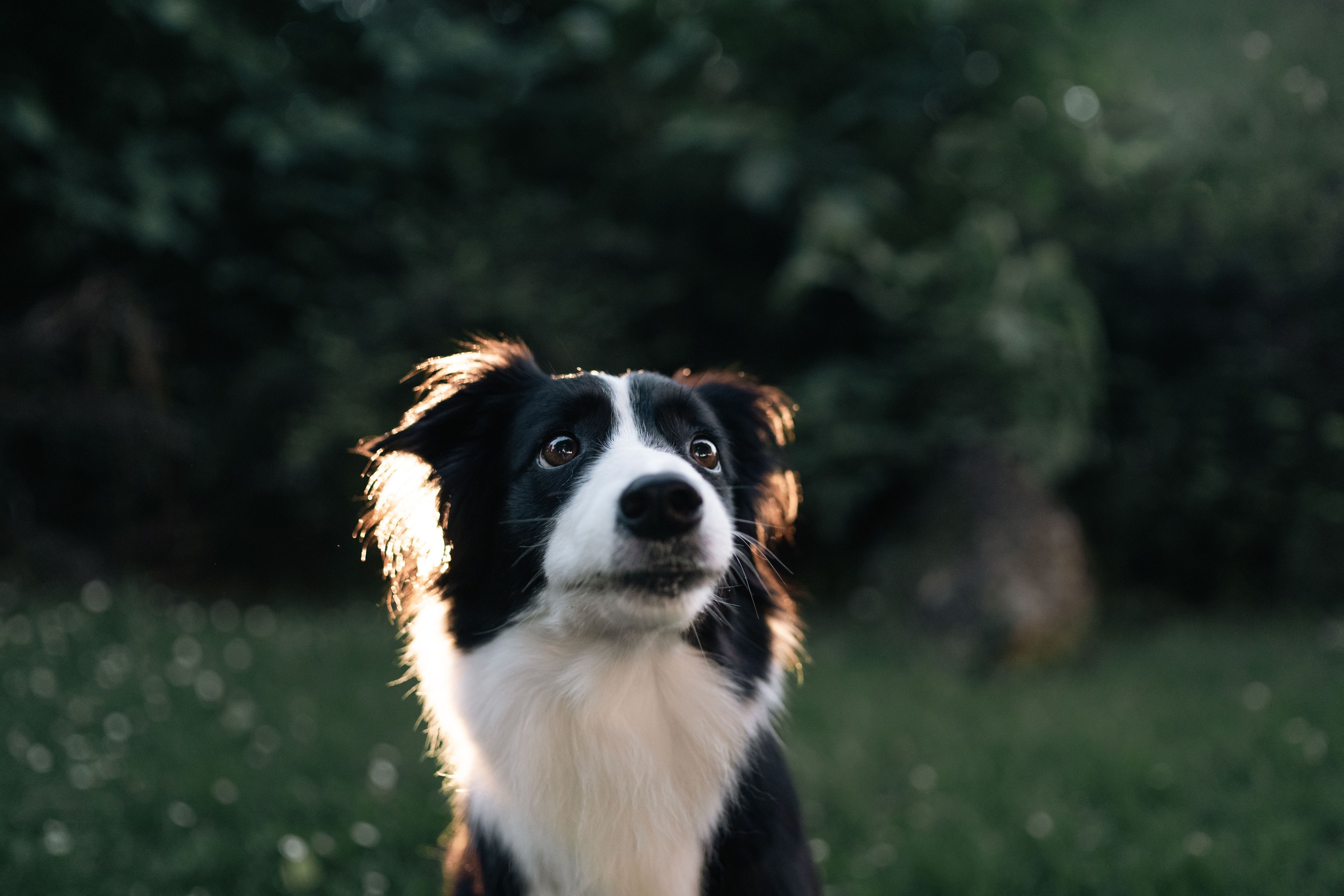 Белград, Калемегдан. Таня и Шегги. Фотограф анималист