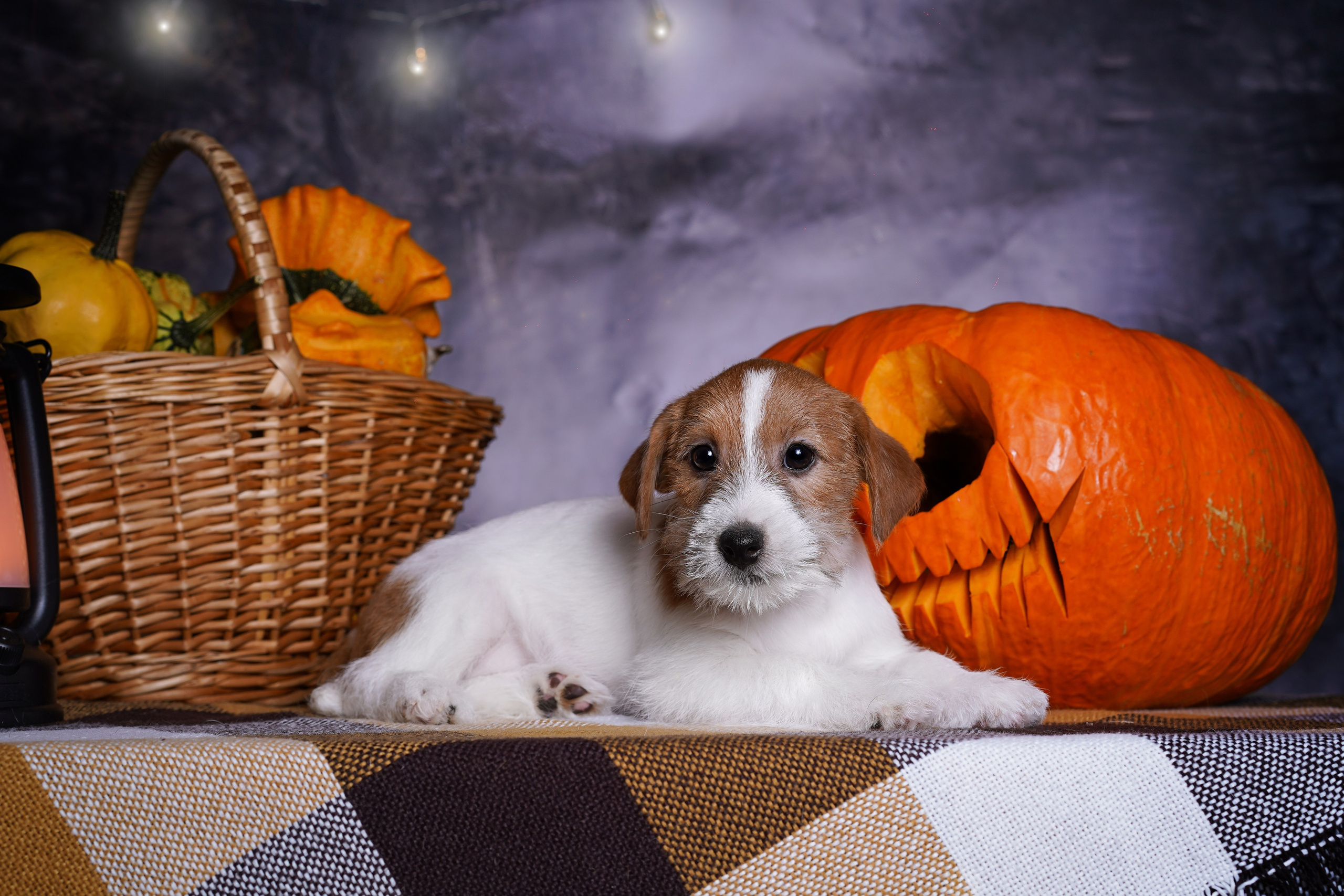 Щенки джек-рассел терьера. Фотограф-анималист в Санкт-Петербурге Яна Мартынова
