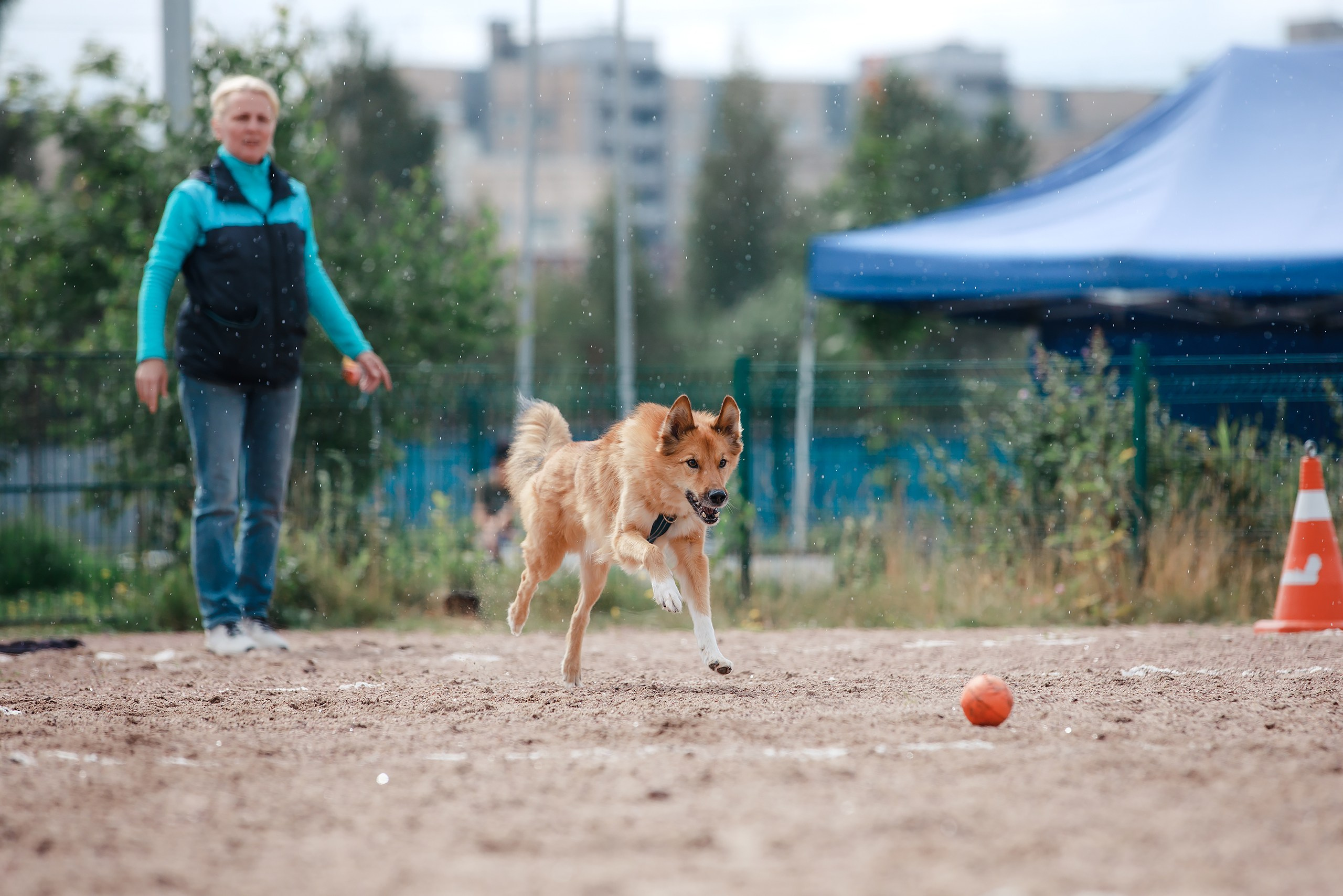 Питч&Гоу + веселые старты. Фотограф-анималист Mary Mart — Москва, Питер