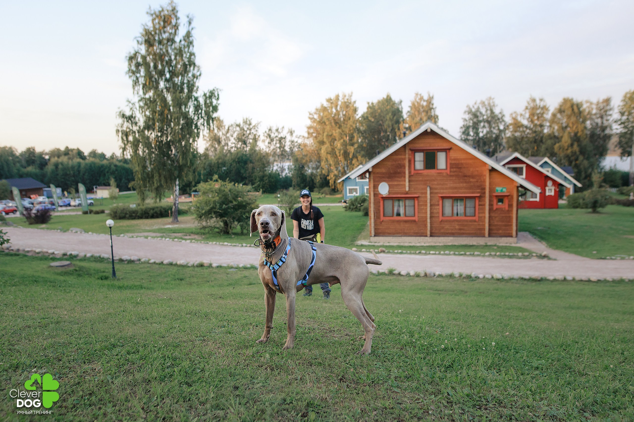 Кинологический лагерь CleverDog, 2024. Фотограф-анималист Mary Mart — Москва, Питер