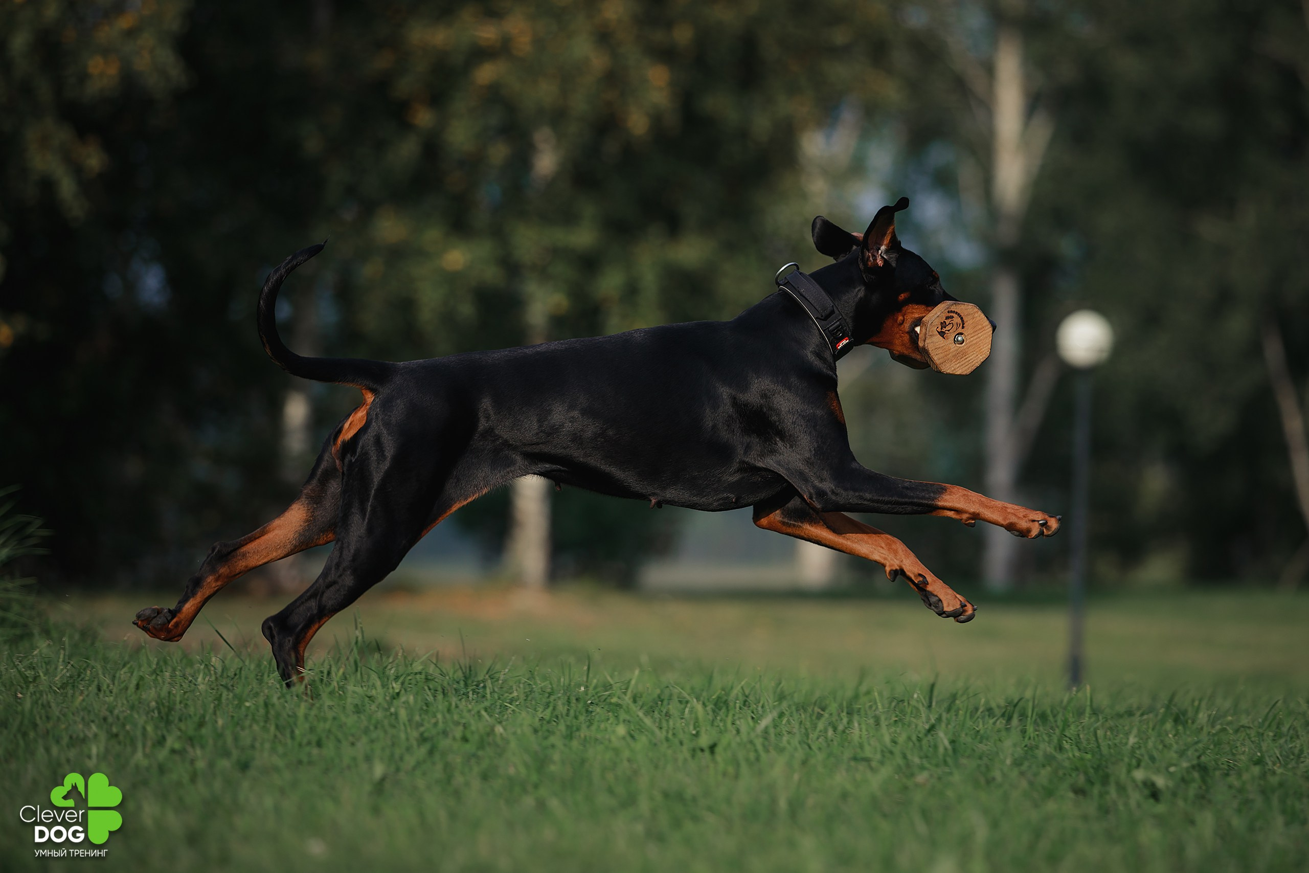 Кинологический лагерь CleverDog, 2024. Фотограф-анималист Mary Mart — Москва, Питер