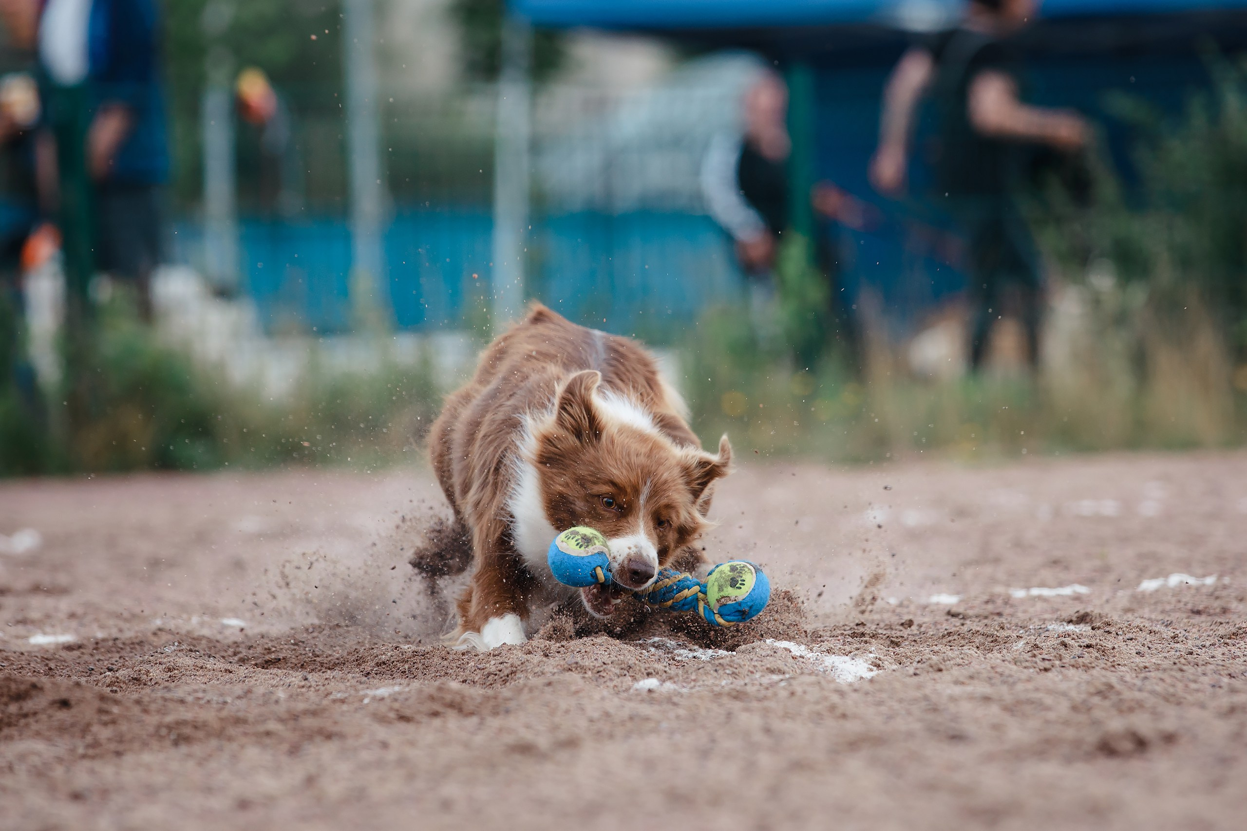Питч&Гоу + веселые старты. Фотограф-анималист Mary Mart — Москва, Питер