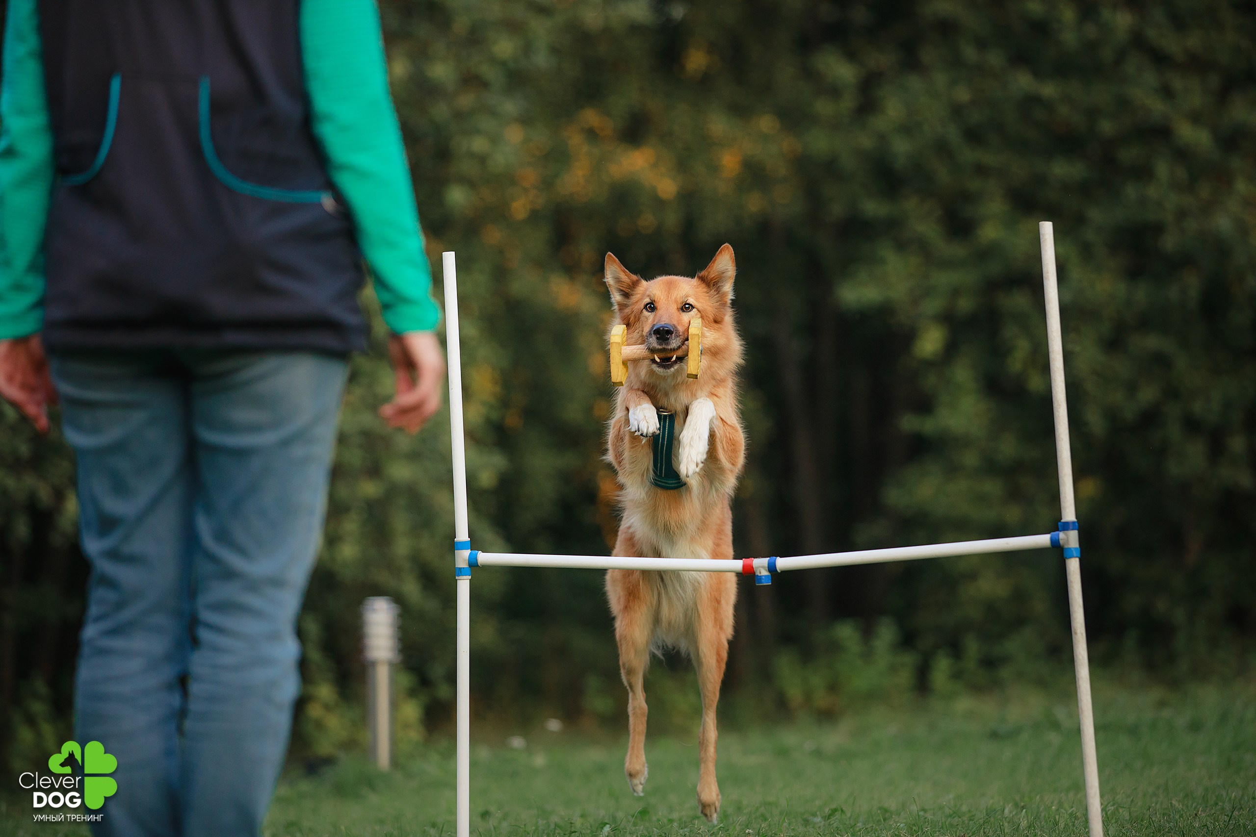 Кинологический лагерь CleverDog, 2024. Фотограф-анималист Mary Mart — Москва, Питер