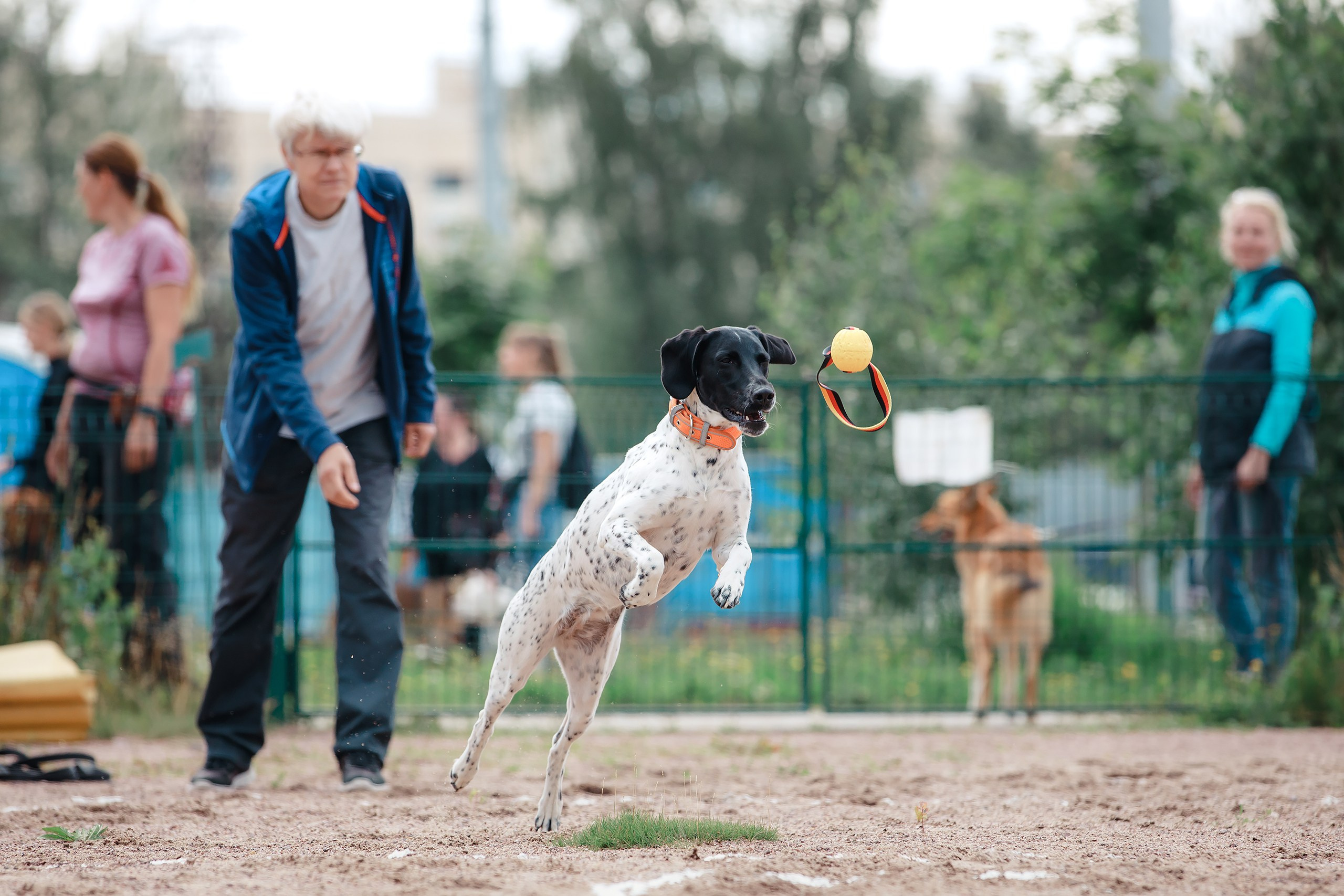 Питч&Гоу + веселые старты. Фотограф-анималист Mary Mart — Москва, Питер