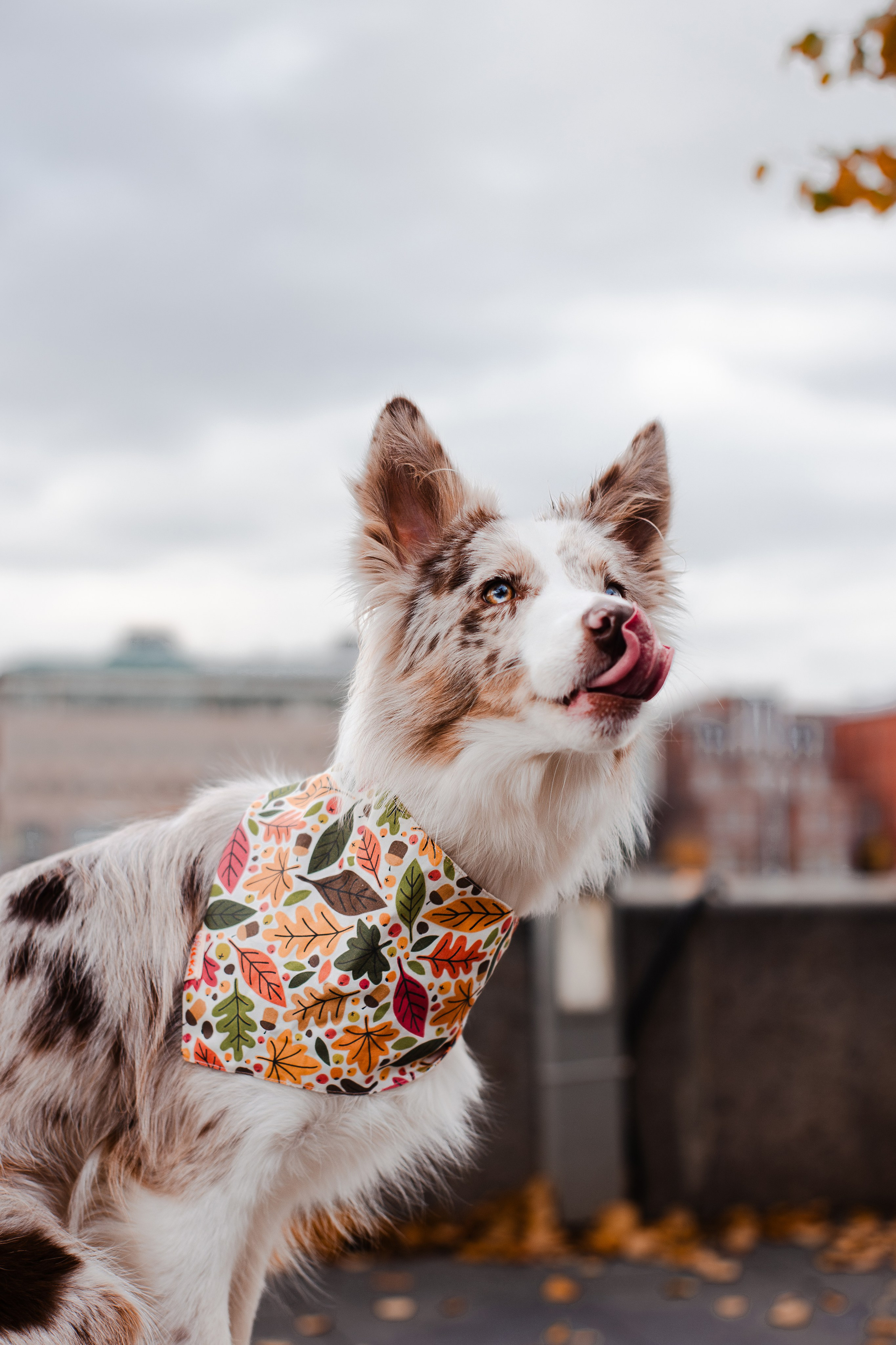 Мария и Утопия. Фотограф-анималист Мария Баркевич | Москва