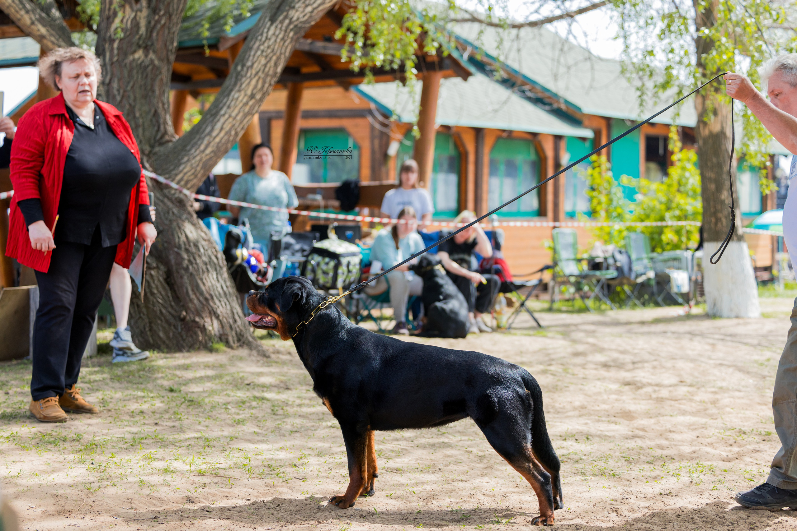 Саратов 2 х моно ротвейлеров 28-29.04.2024. Фотограф-анималист Юлия Германика