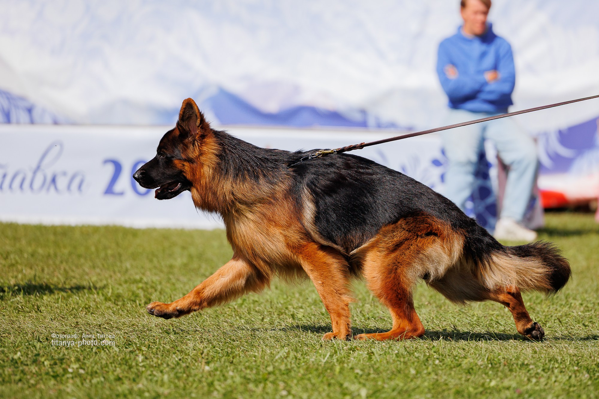Немецкие овчарки: фото из рингов и вне ринга, мутпроба (фотографии с выставок). Фотограф собак, фотограф-анималист Аня Титова (Titanya). Москва