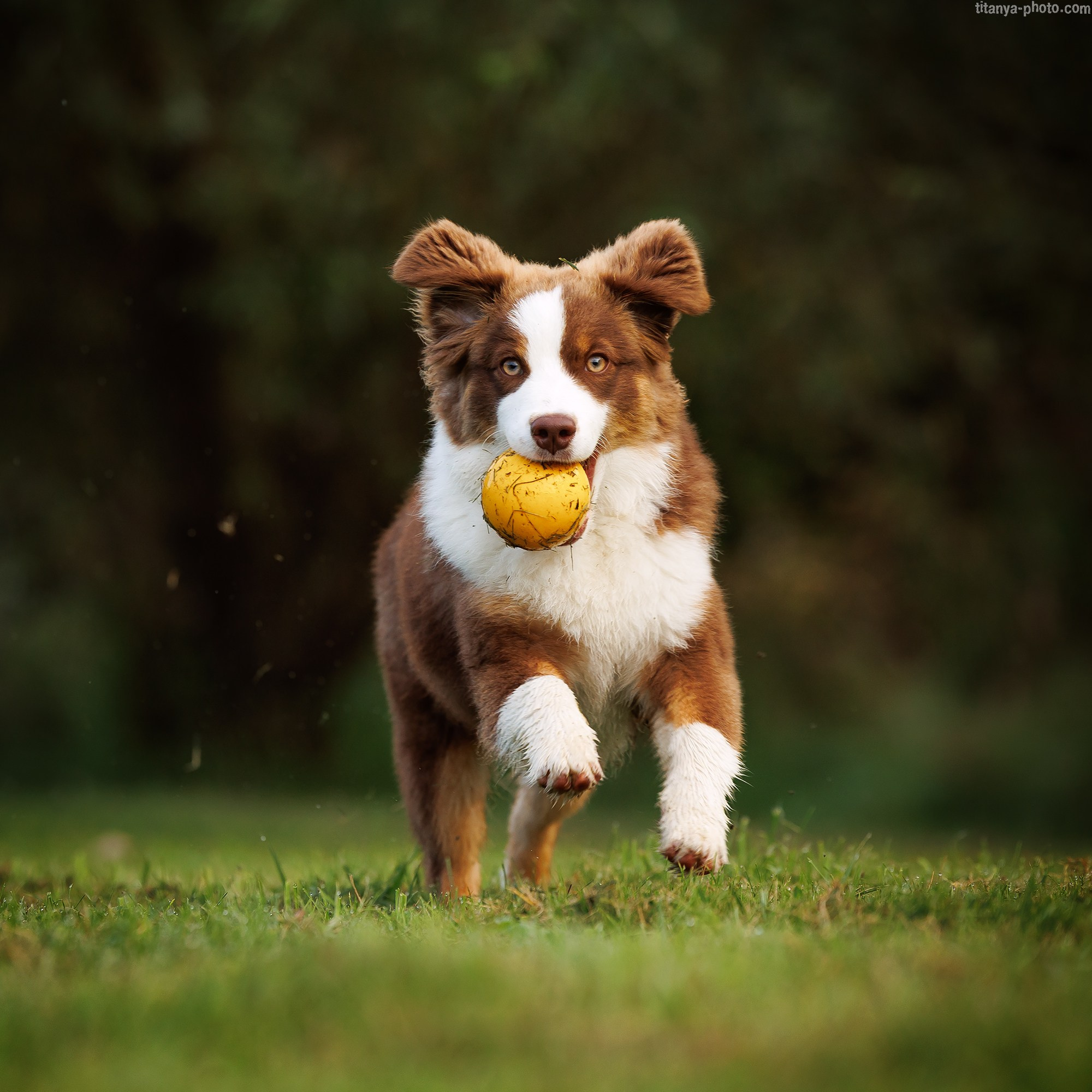 Наталья и мини аусси Ника. Фотограф собак, фотограф-анималист Аня Титова (Titanya). Москва