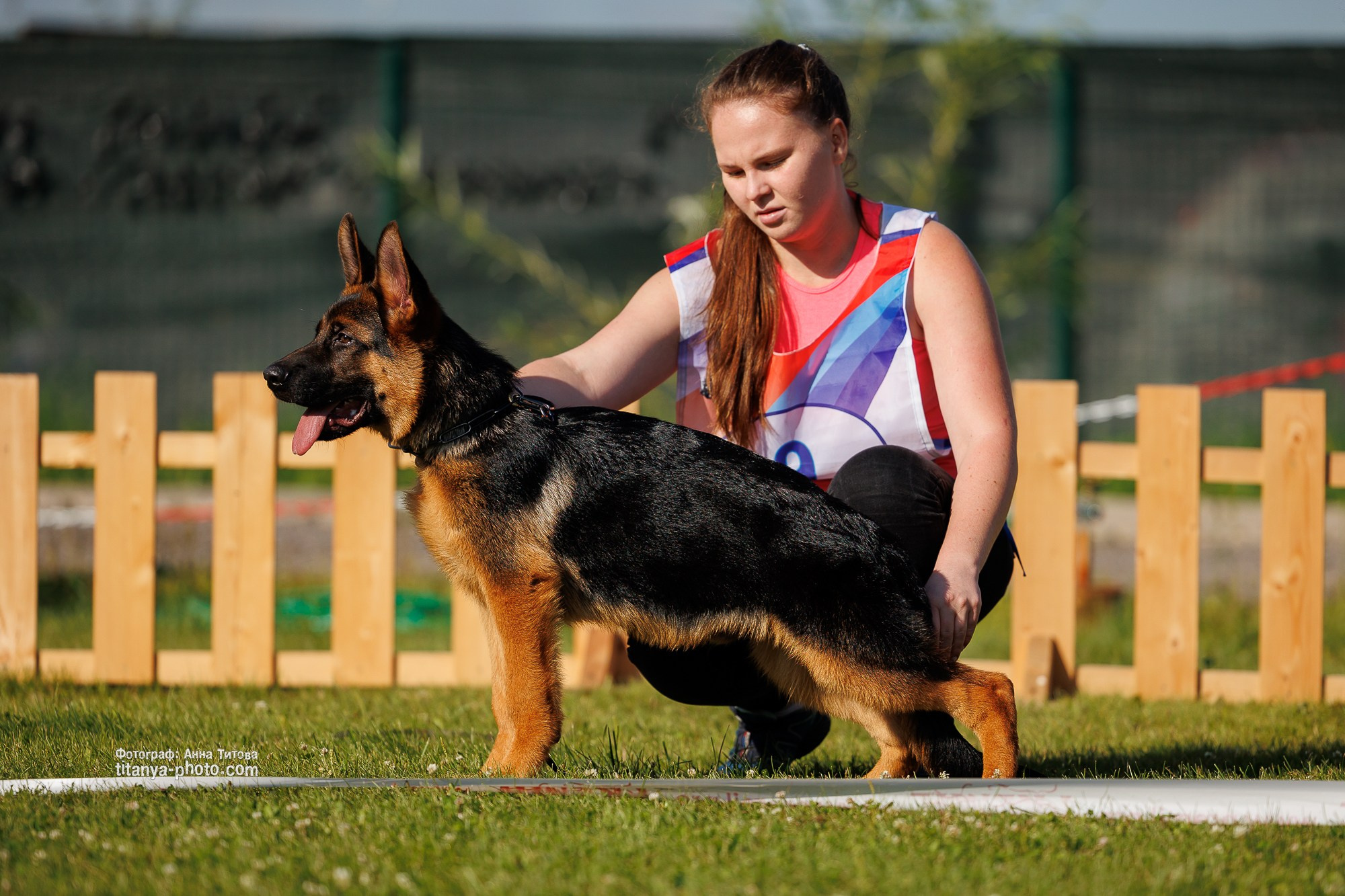 Немецкие овчарки: фото из рингов и вне ринга, мутпроба (фотографии с выставок). Фотограф собак, фотограф-анималист Аня Титова (Titanya). Москва