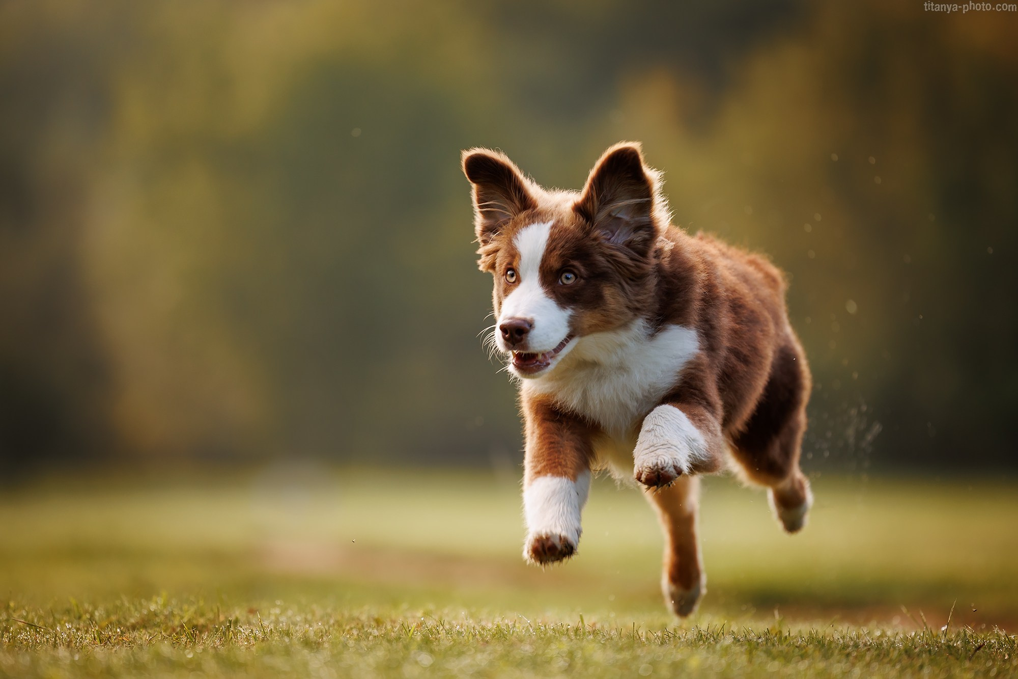 Наталья и мини аусси Ника. Фотограф собак, фотограф-анималист Аня Титова (Titanya). Москва