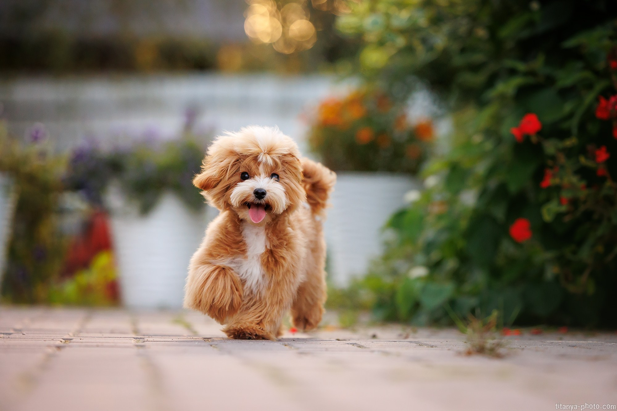 Осторожно, превышение уровня милоты!. Фотограф собак, фотограф-анималист Аня Титова (Titanya). Москва