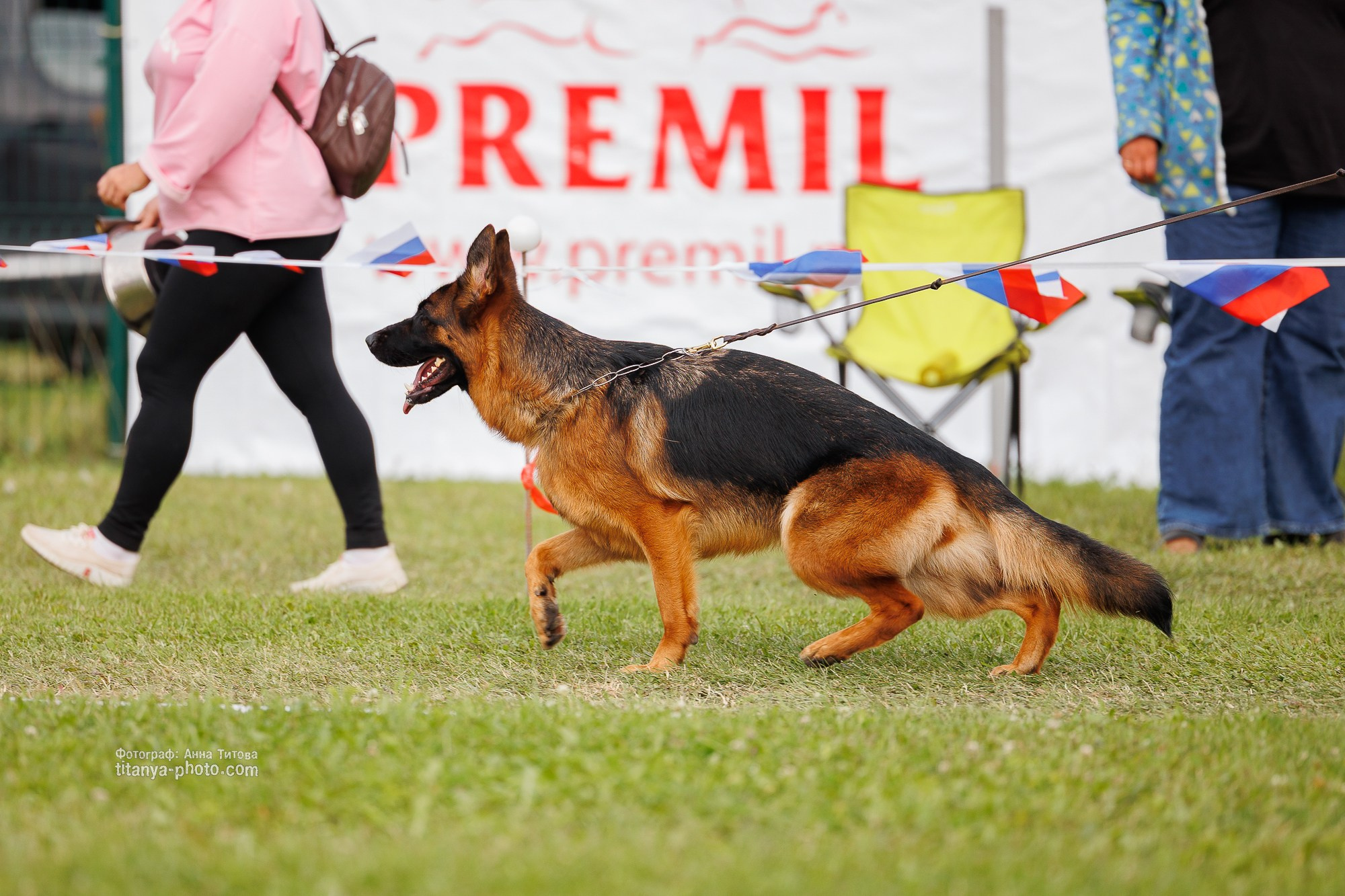 Немецкие овчарки: фото из рингов и вне ринга, мутпроба (фотографии с выставок). Фотограф собак, фотограф-анималист Аня Титова (Titanya). Москва