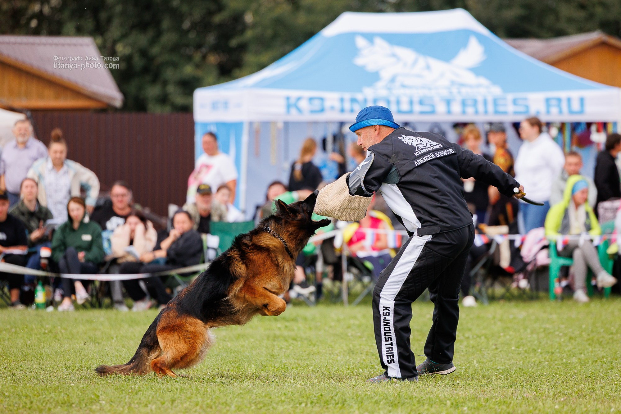 Немецкие овчарки: фото из рингов и вне ринга, мутпроба (фотографии с выставок). Фотограф собак, фотограф-анималист Аня Титова (Titanya). Москва