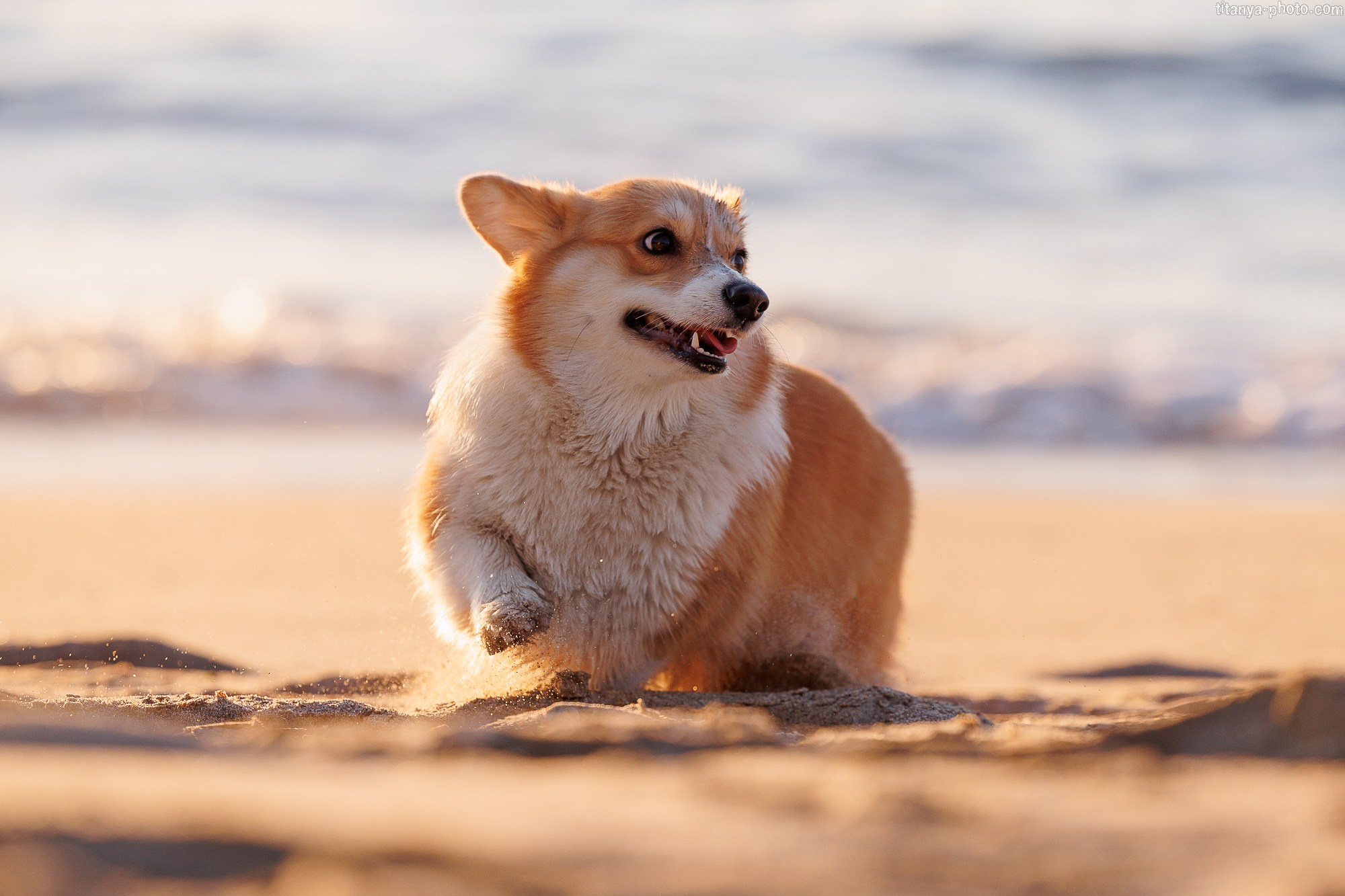 Тесла и Тихий океан. Фотограф собак, фотограф-анималист Аня Титова (Titanya). Москва