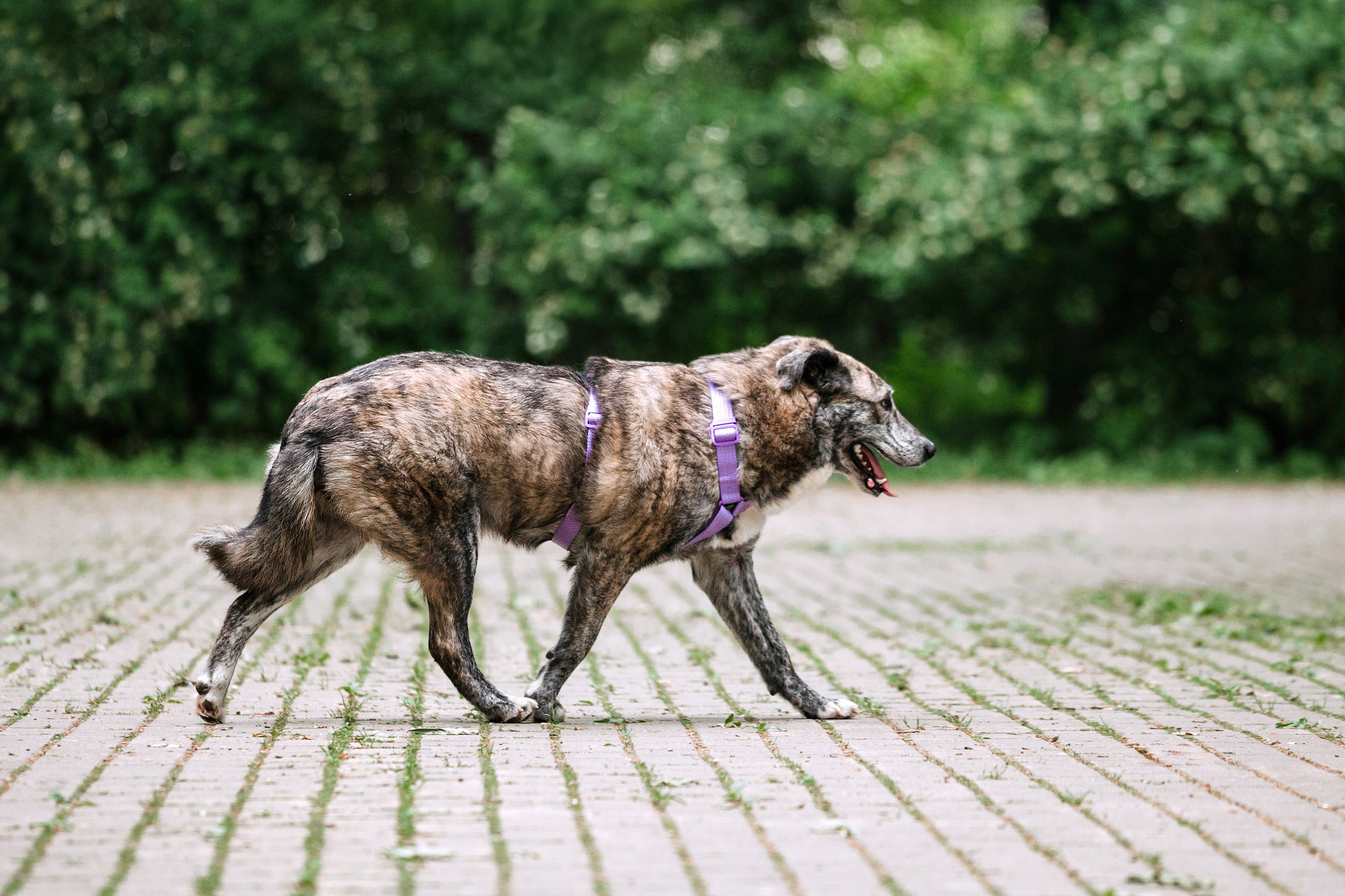 Собаки из приюта Дубовая роща лето 2025. Фотограф-анималист Татьяна Степанова