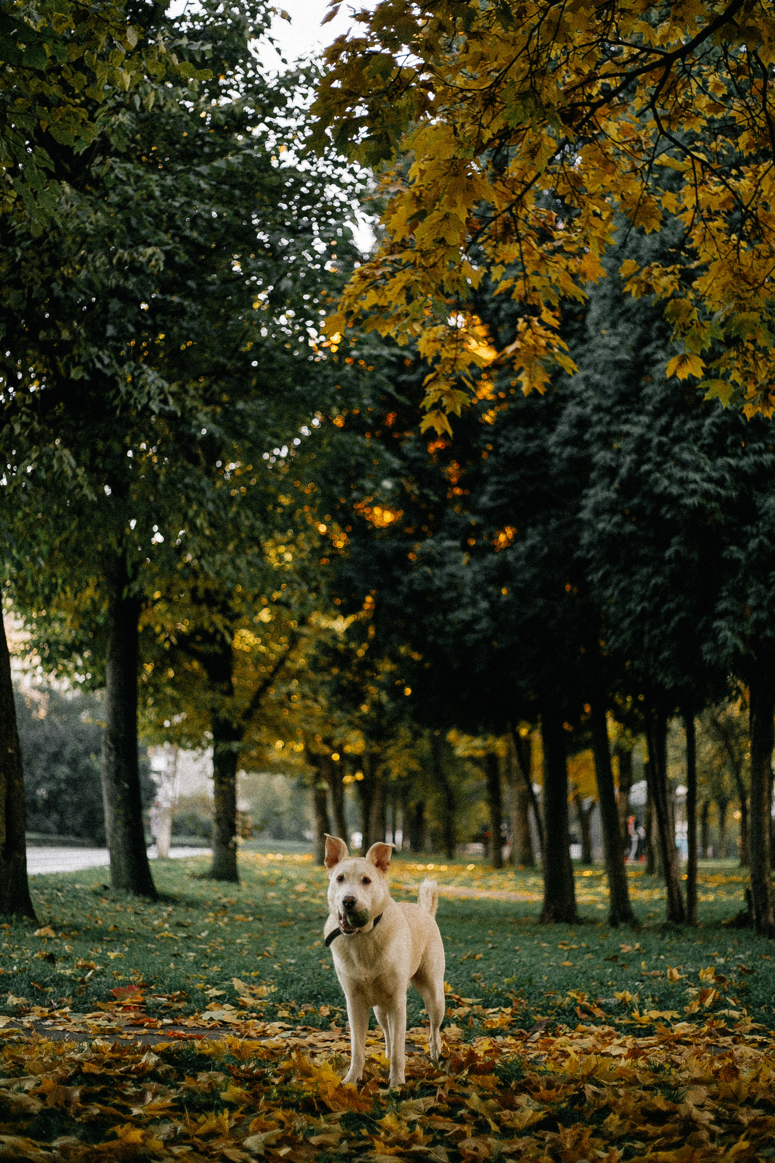Ранняя прогулка. Анастасия Гольнева