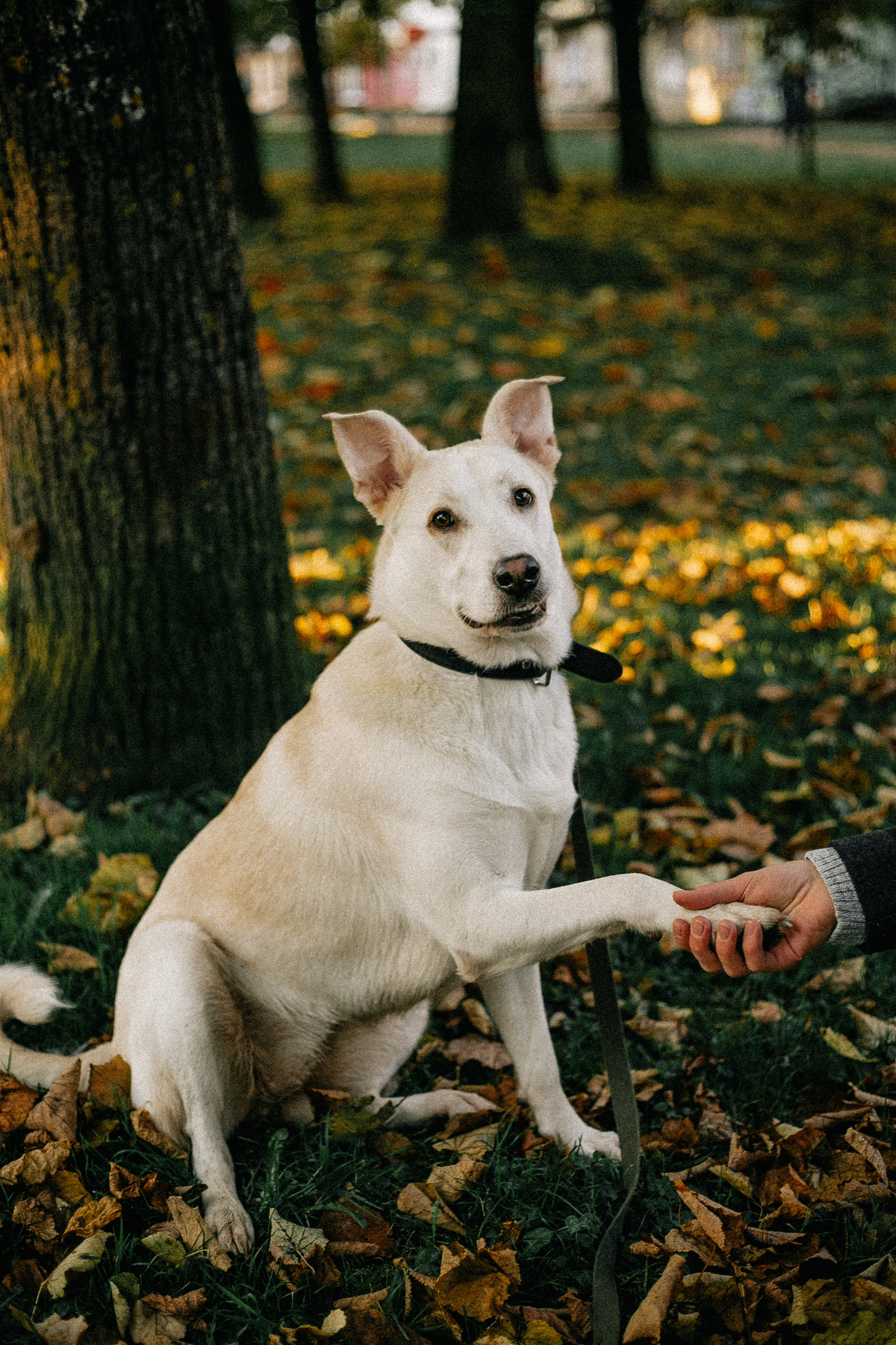 Ранняя прогулка. Анастасия Гольнева