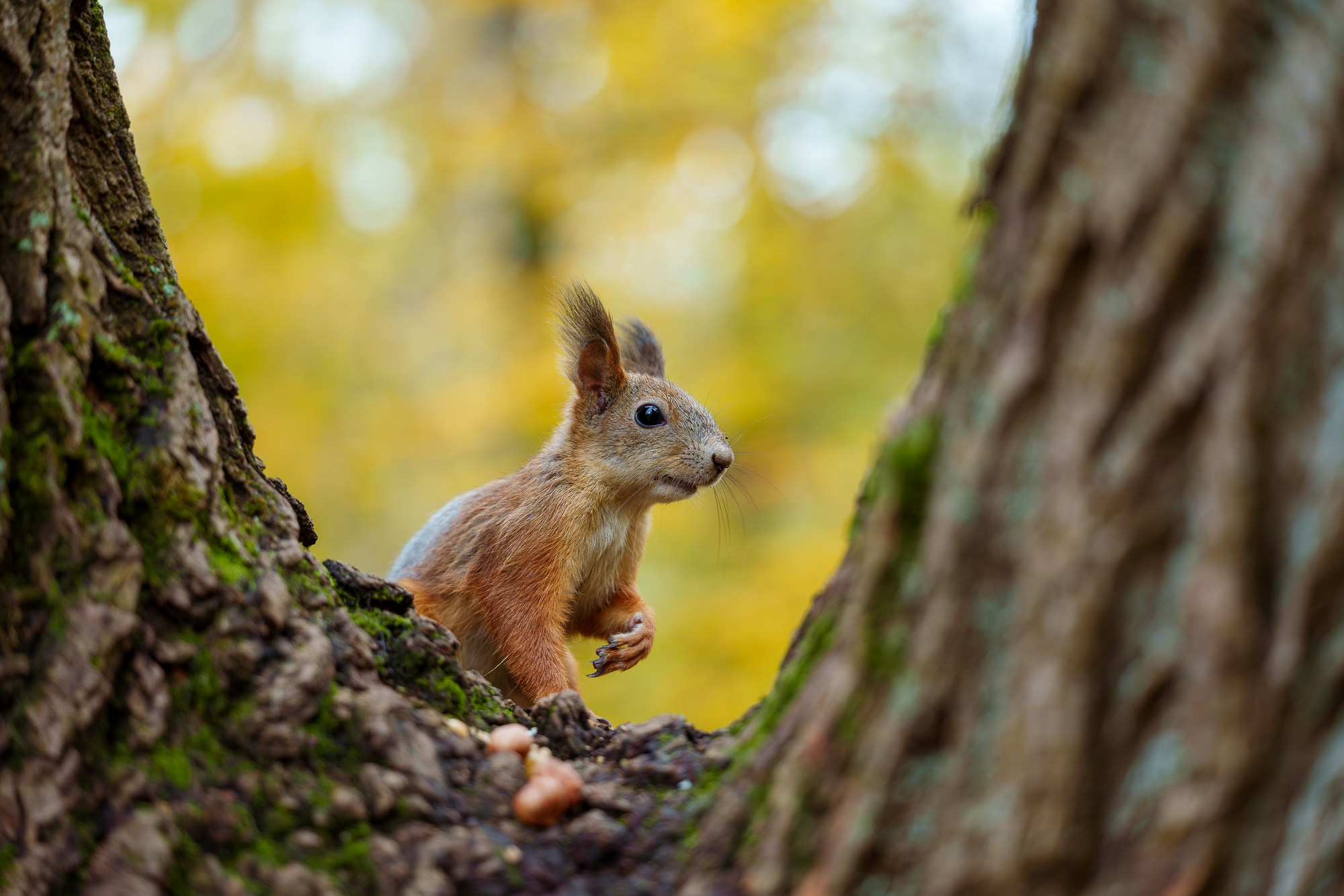Животные. Ваш личный фотограф Марина Волкова