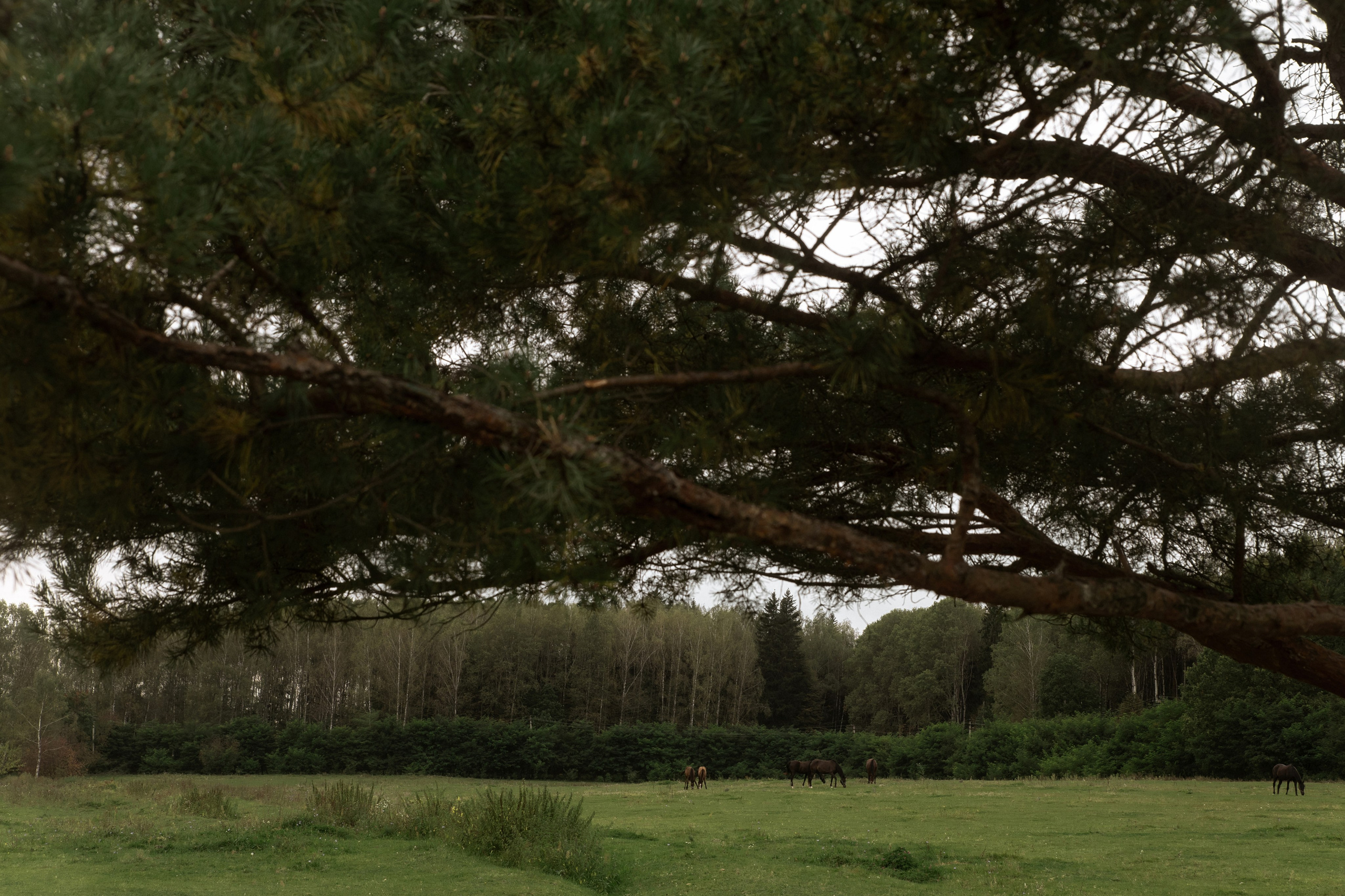 Иннокентий и Елизавета. Свадебный фотограф Дарья Свет