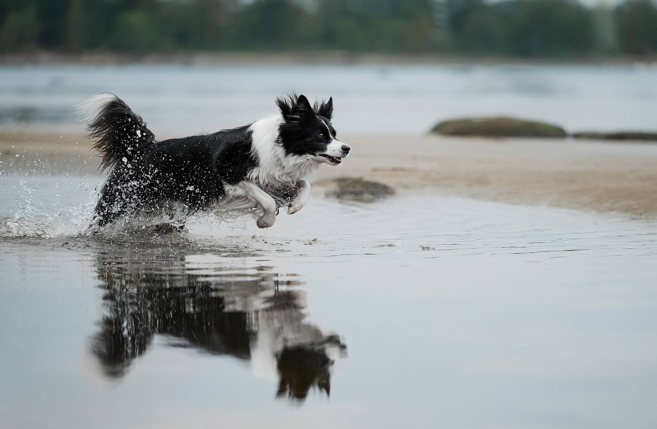 Прогулочная съемка. Фотограф-анималист Виктория Симонова. СПб