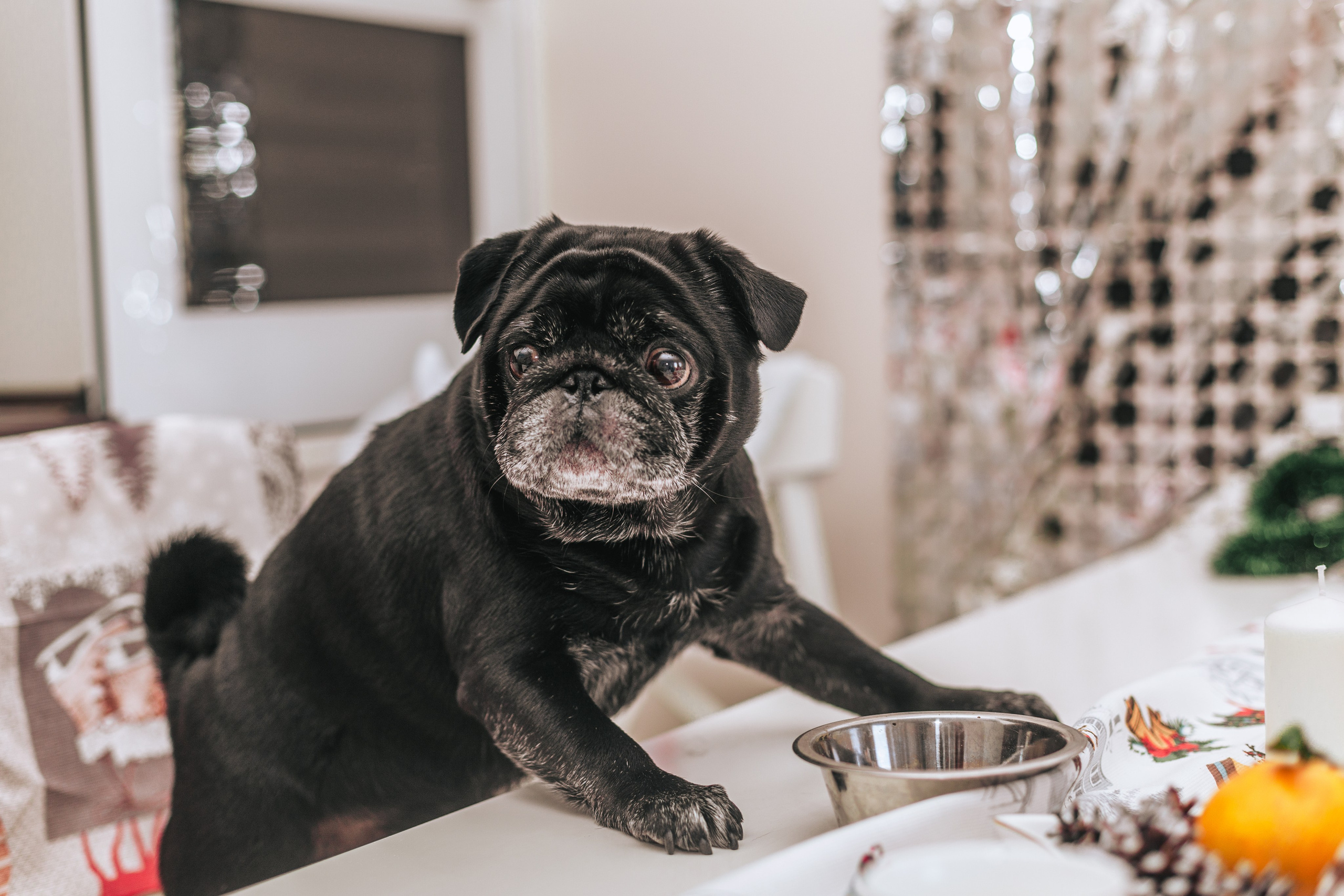 Домашняя фотосессия Оли и двух ее мопсов. Фотограф-анималист Татьяна Степанова