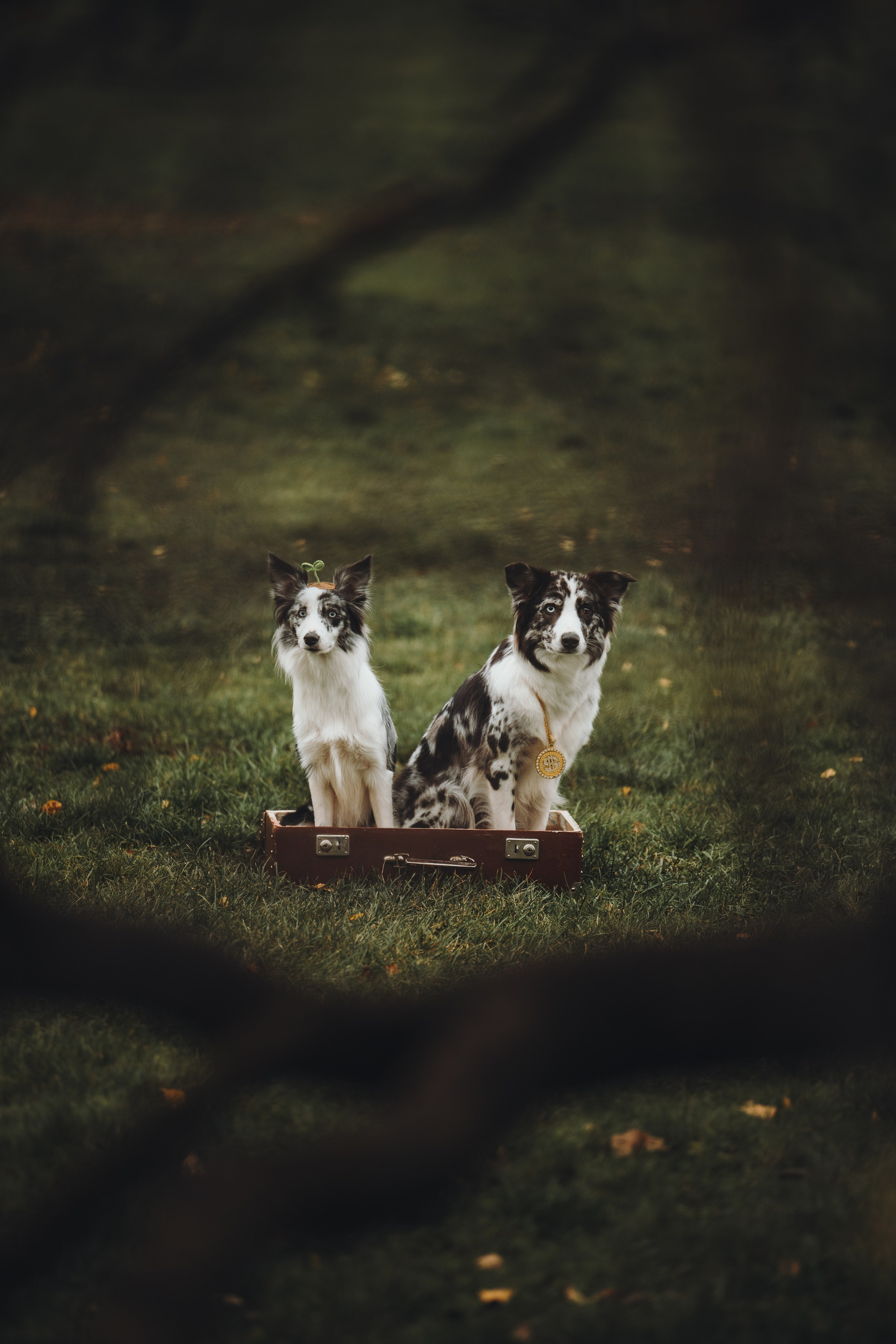 Лилу, Ри и Тучка. Семейный фотограф анималист Ананьева Мария — Москва