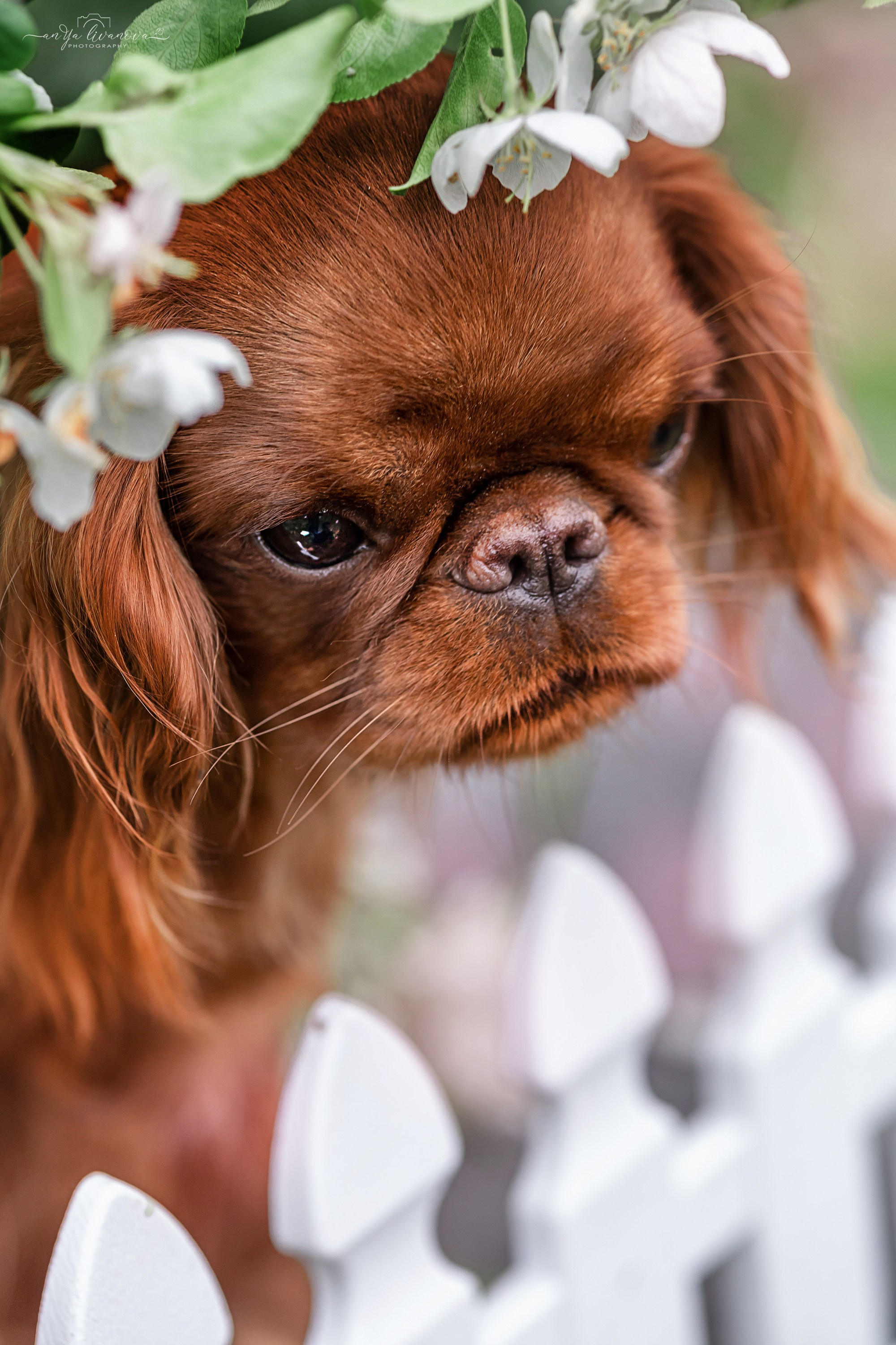 Яблони. Фотограф анималист Аня Ливанова | Рыбинск