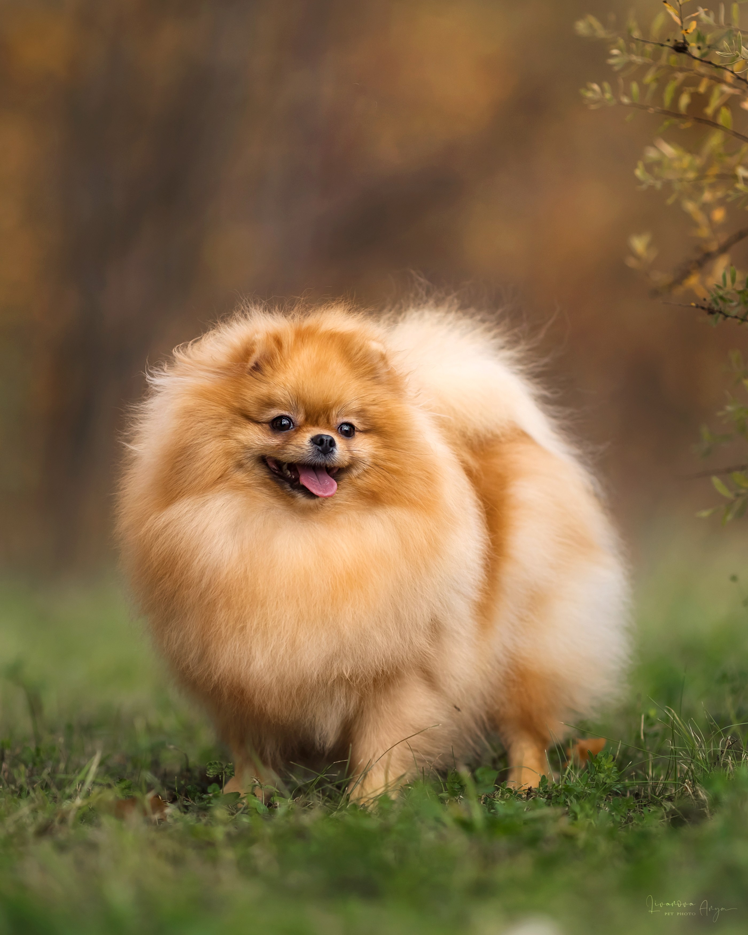 Шпицы и чихуахуа. Фотограф анималист Аня Ливанова | Рыбинск