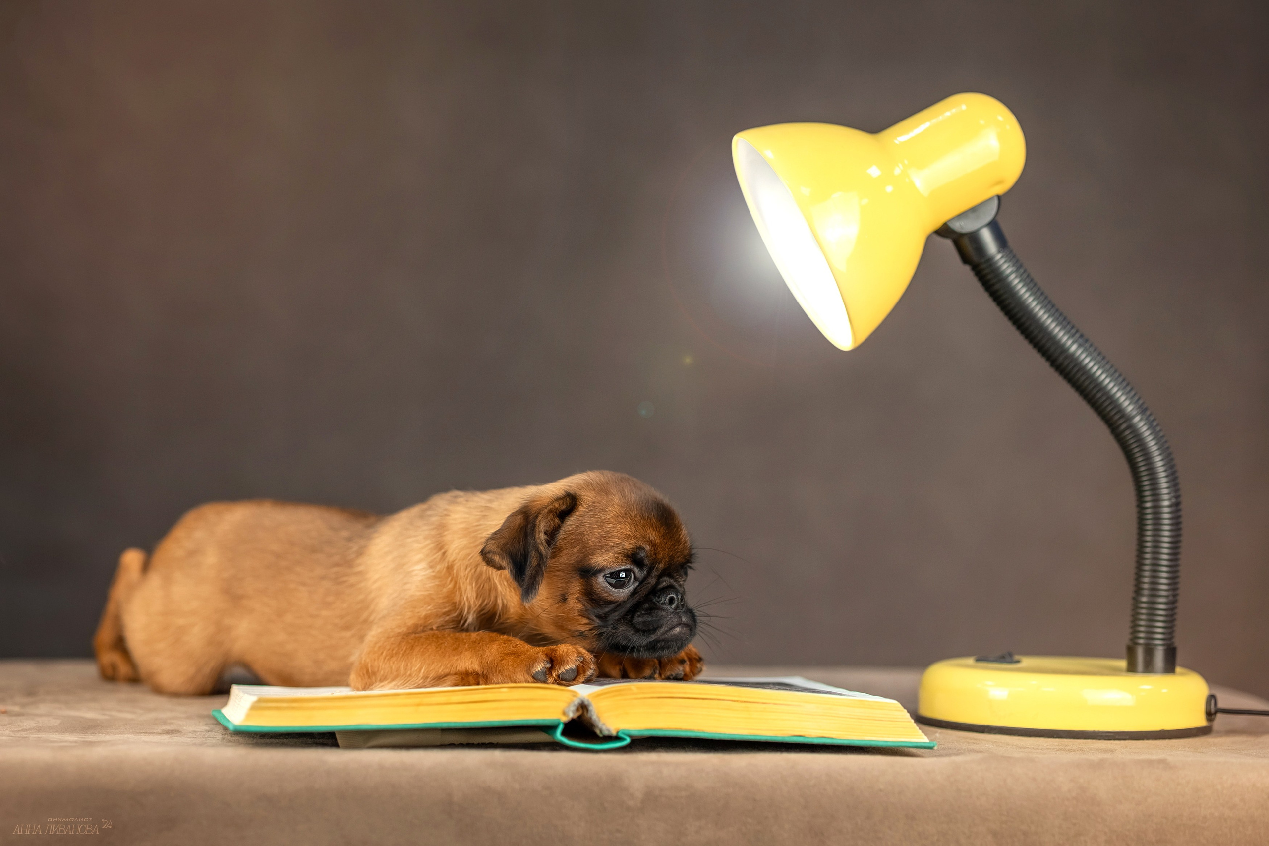 Гриффончики. Фотограф анималист Аня Ливанова | Рыбинск