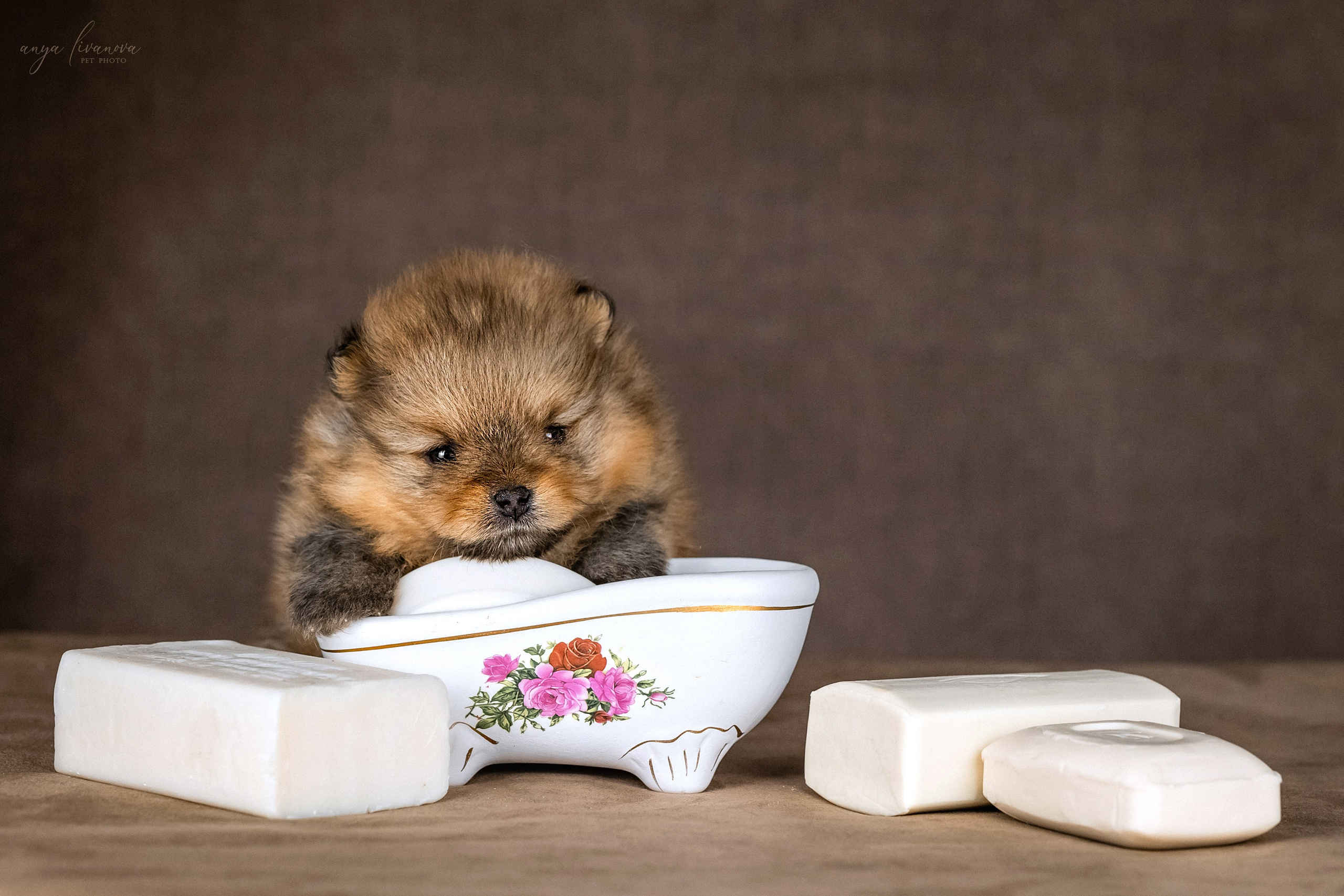 Шпицулики. Фотограф анималист Аня Ливанова | Рыбинск
