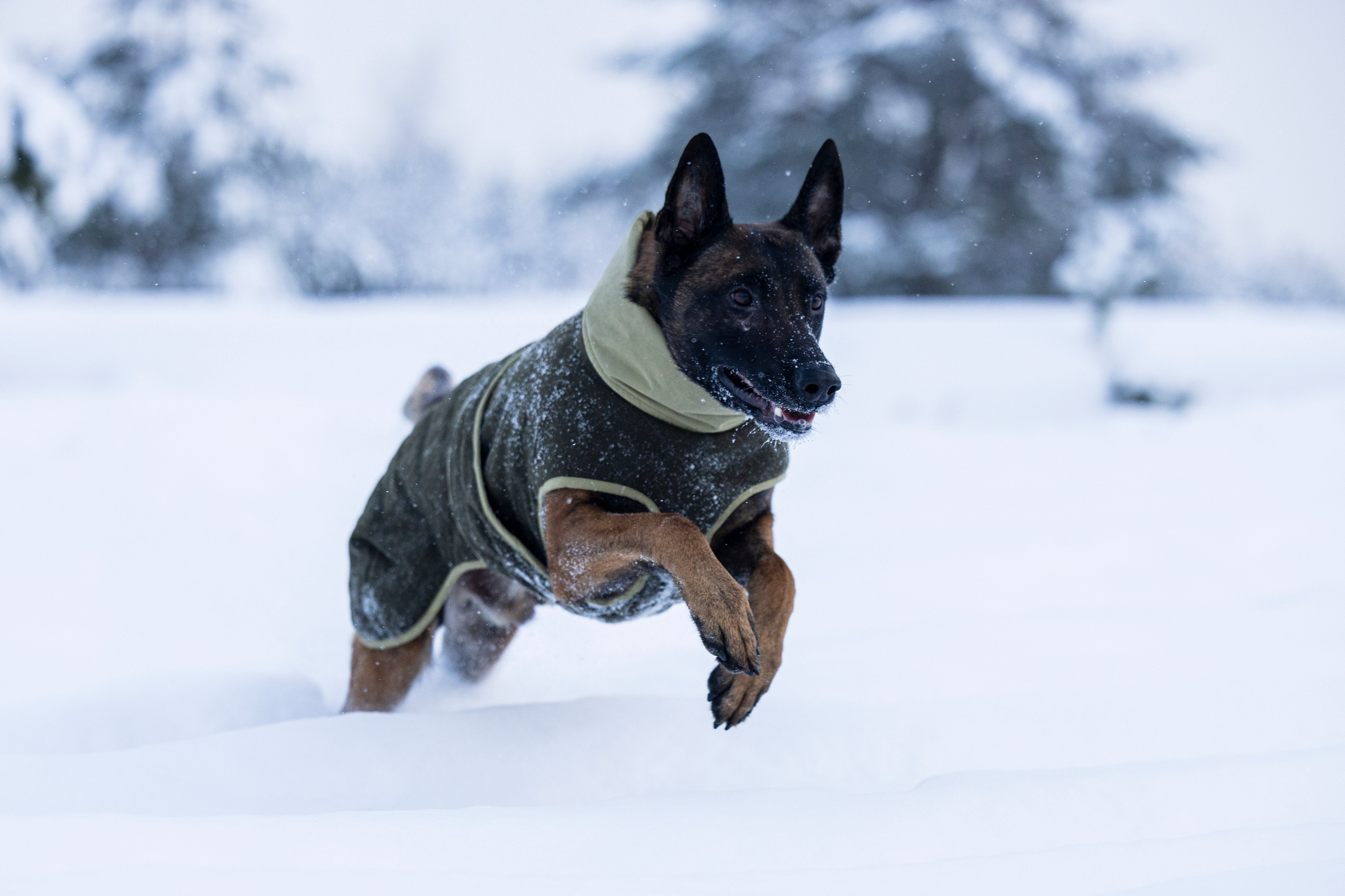 Брейвхунд. Фотограф-анималист Анна Маринич