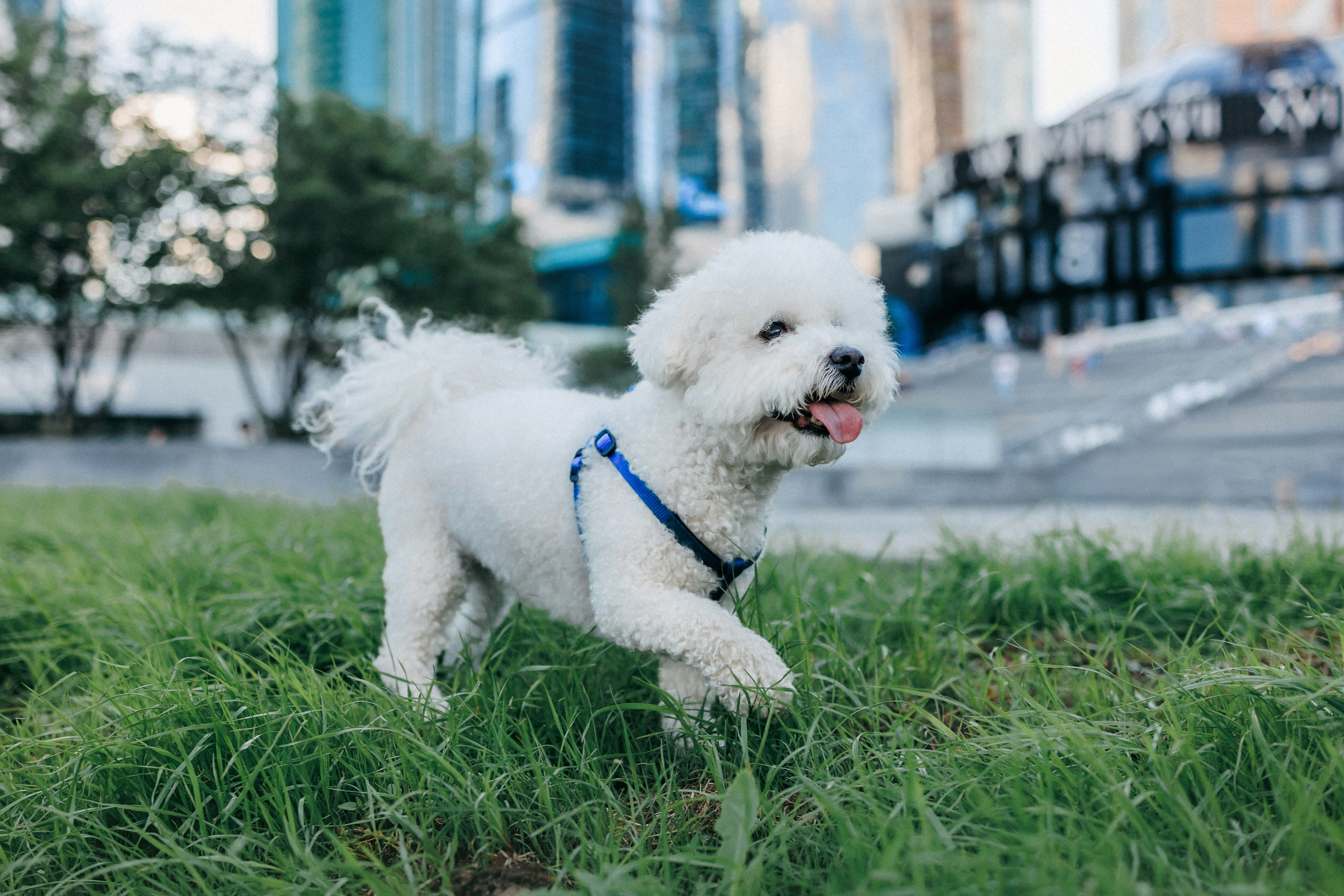 Марина, Данил и Бруно. Фотограф-анималист Елена Радченко, Москва