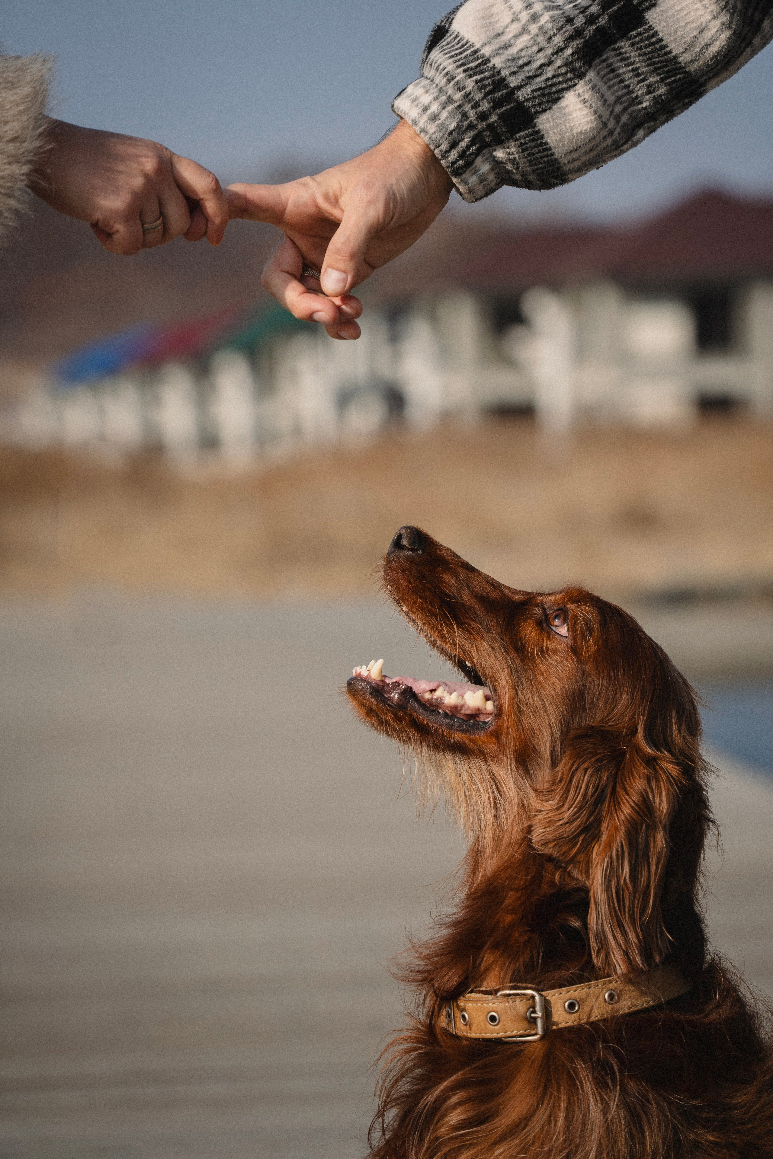 Love Story. Семейный фотограф анималист г. Находка