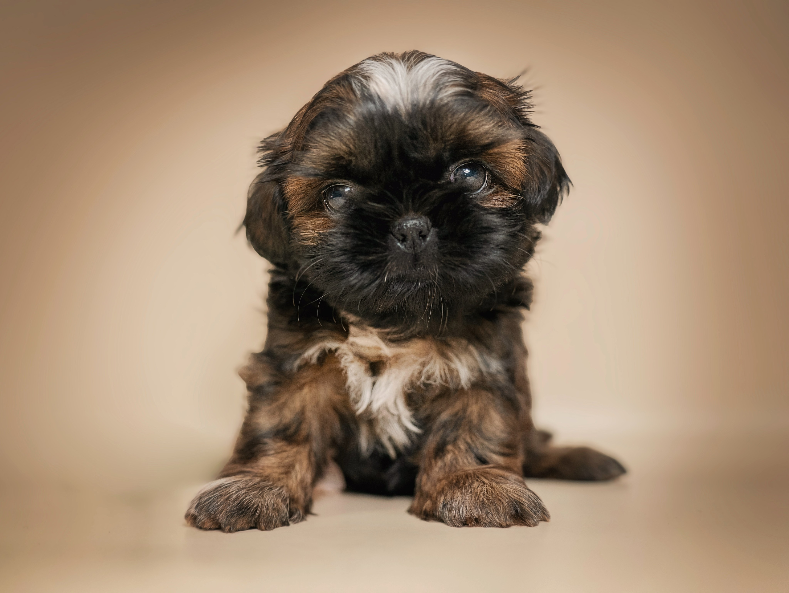 Щенки. Семейный фотограф анималист г. Находка