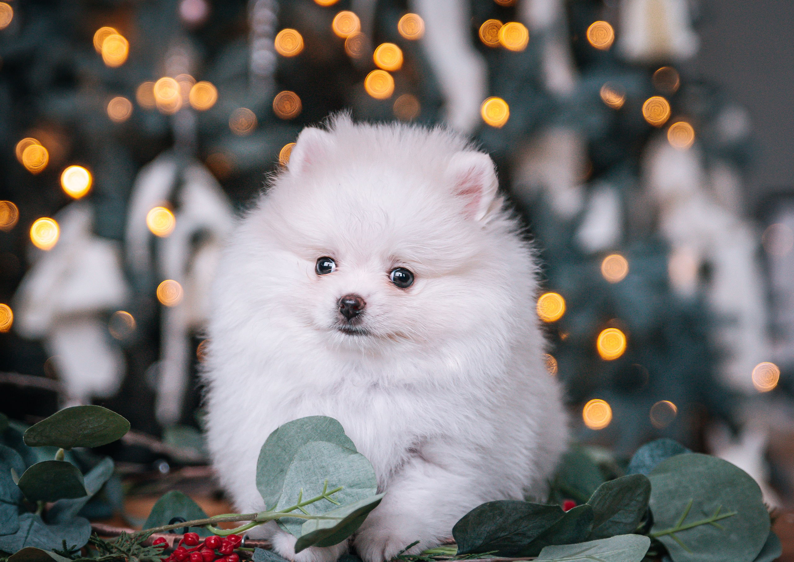 Шпицы щенки студия. Главная