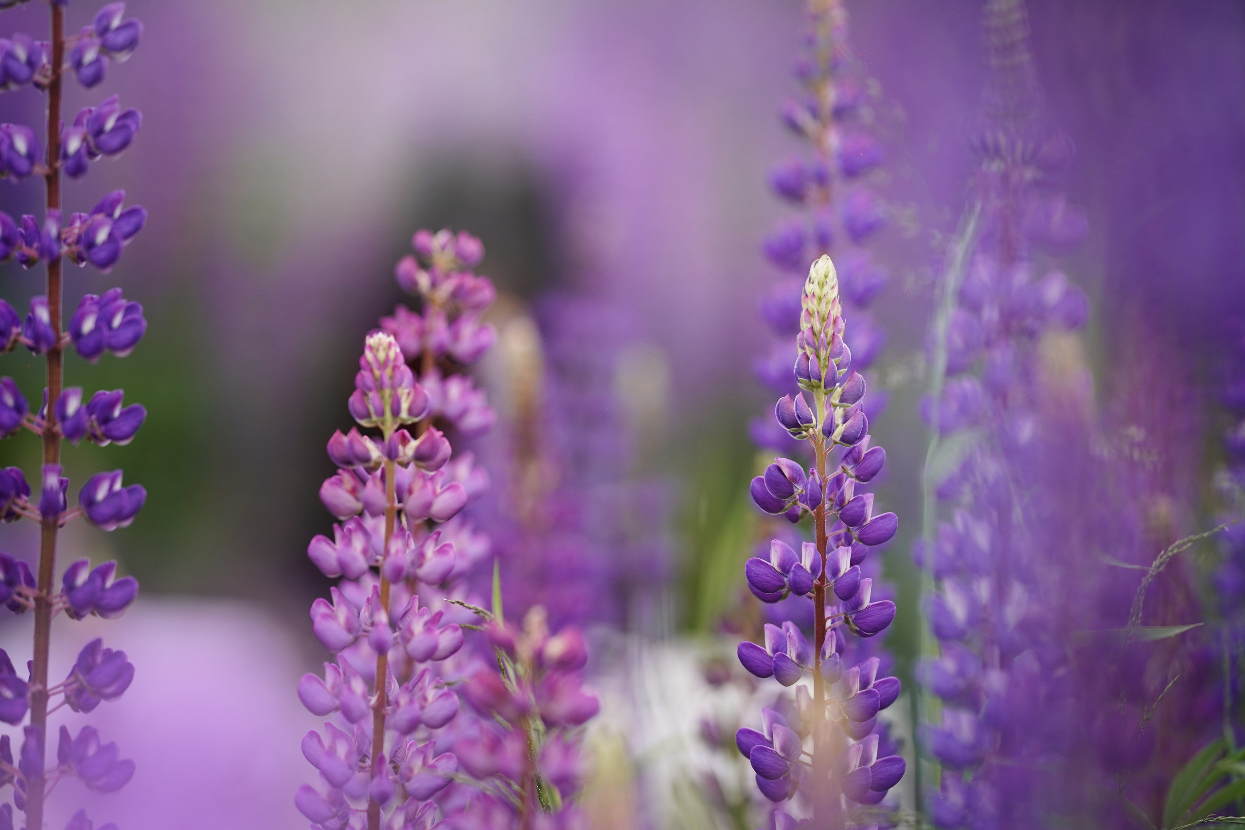Аня Арчи и Панда в люпинах. Фотограф-анималист в Санкт-Петербурге Яна Мартынова