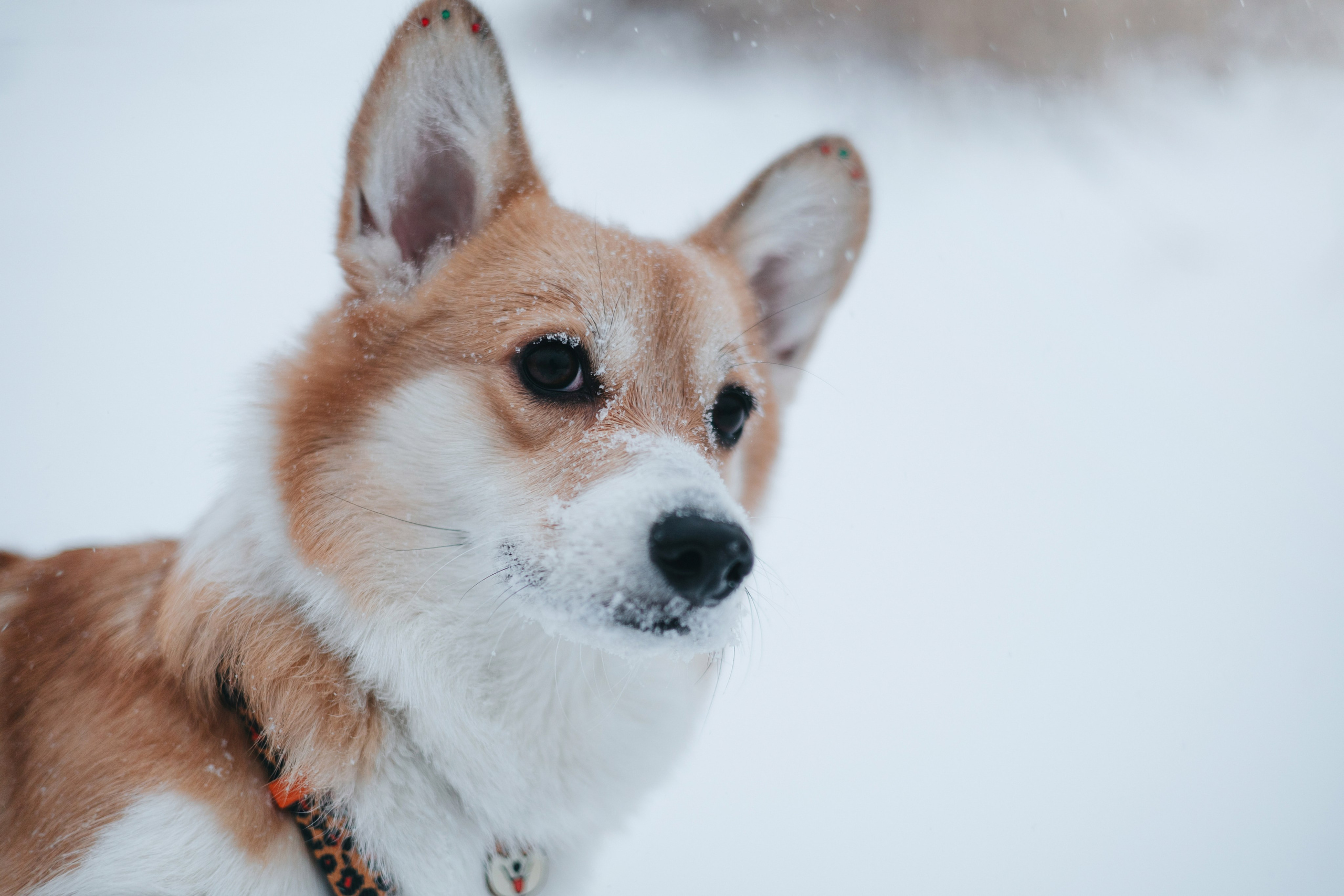 Лена, Лиза и Мия. Фотограф — анималист Владивосток, Алина