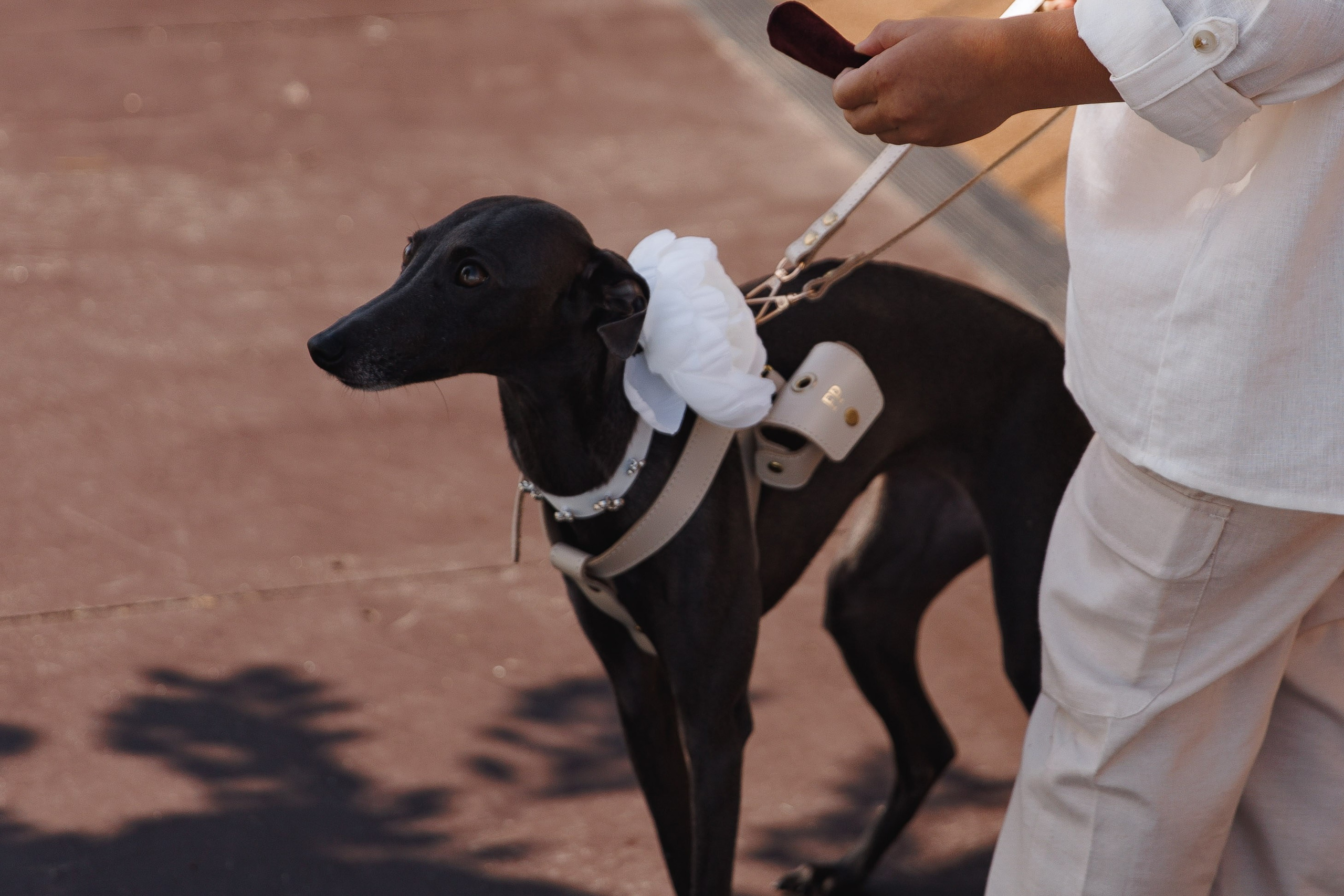 Арамаис и Камелия. Wedding photographer in St. Petersburg, Europe and Israel Anna Agafon