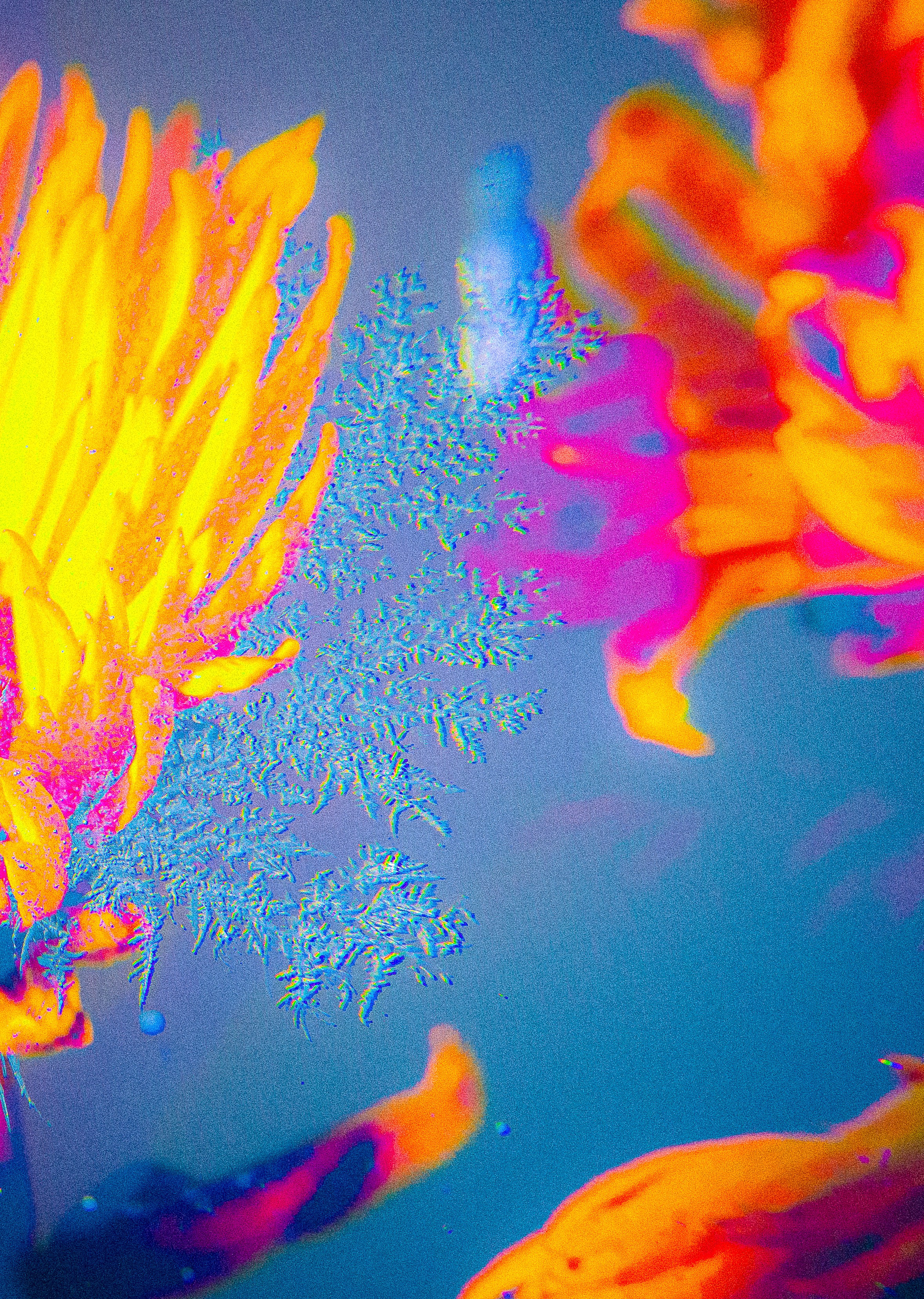 ЦВЕТА, 2025-2026. АННА ВЕРСО / ANNA VERSO | Визуальный художник / Visual artist