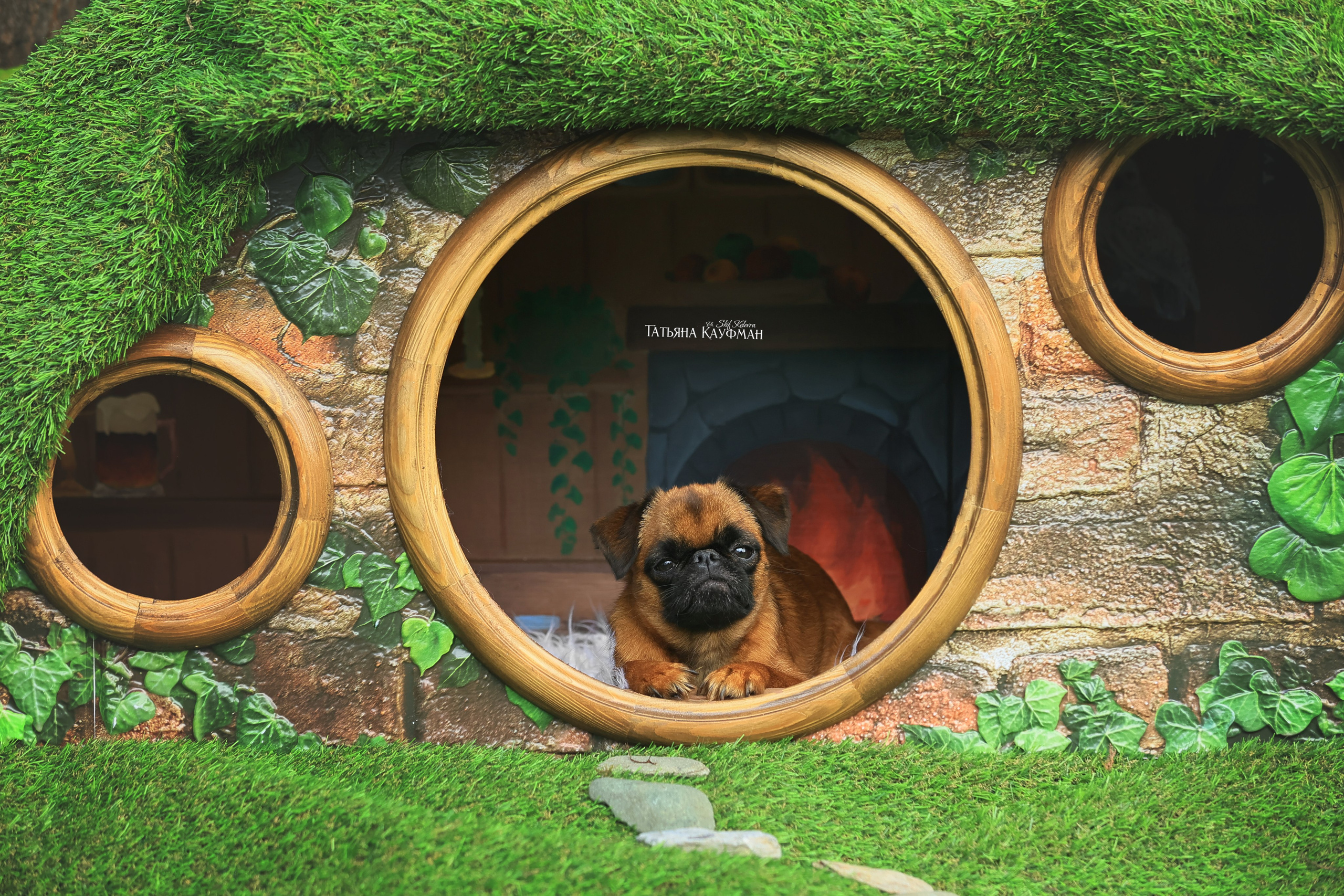 Домик для хоббитов, фотозона, властелин колец, шир, хоббиты, гномы, брюссельский гриффон, малый брабансон, фотосессия, ручная работа, фотограф анималист, фотограф Новосибирск