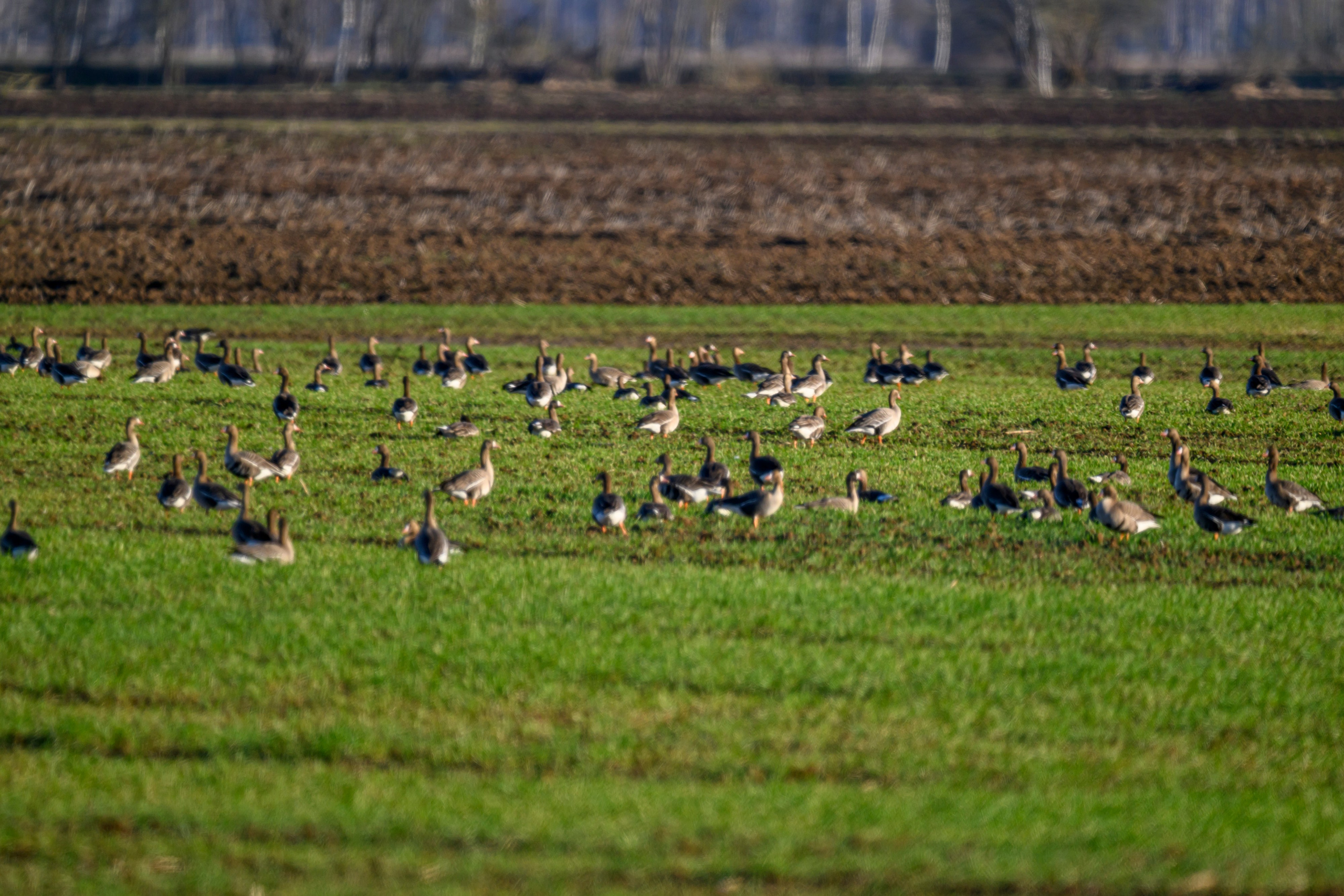 Большой кроншнеп и гуси. Фотограф Сергей Пупонин
