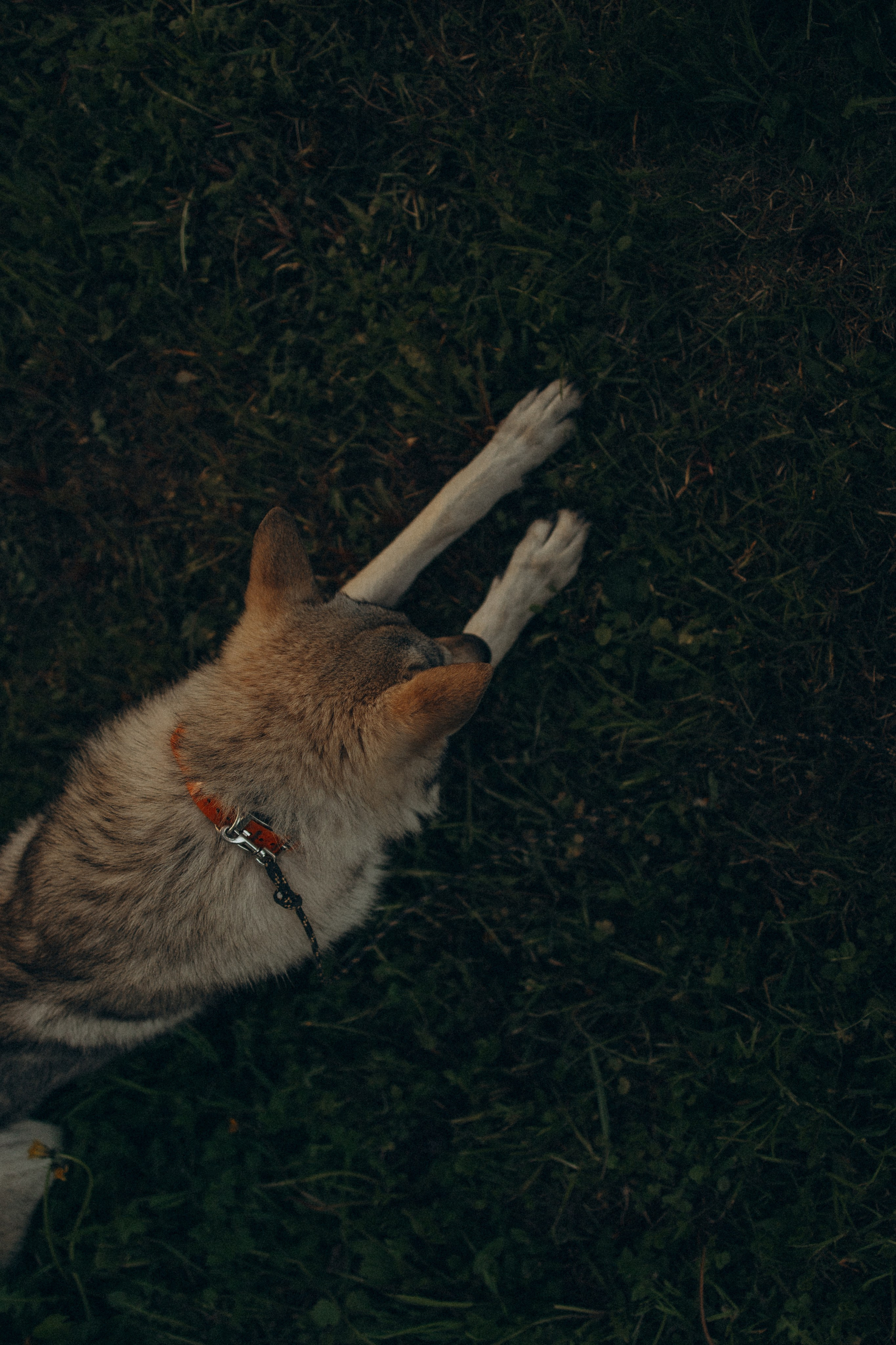 Аня и ее семья. Фотораф — анималист Мария Шистка