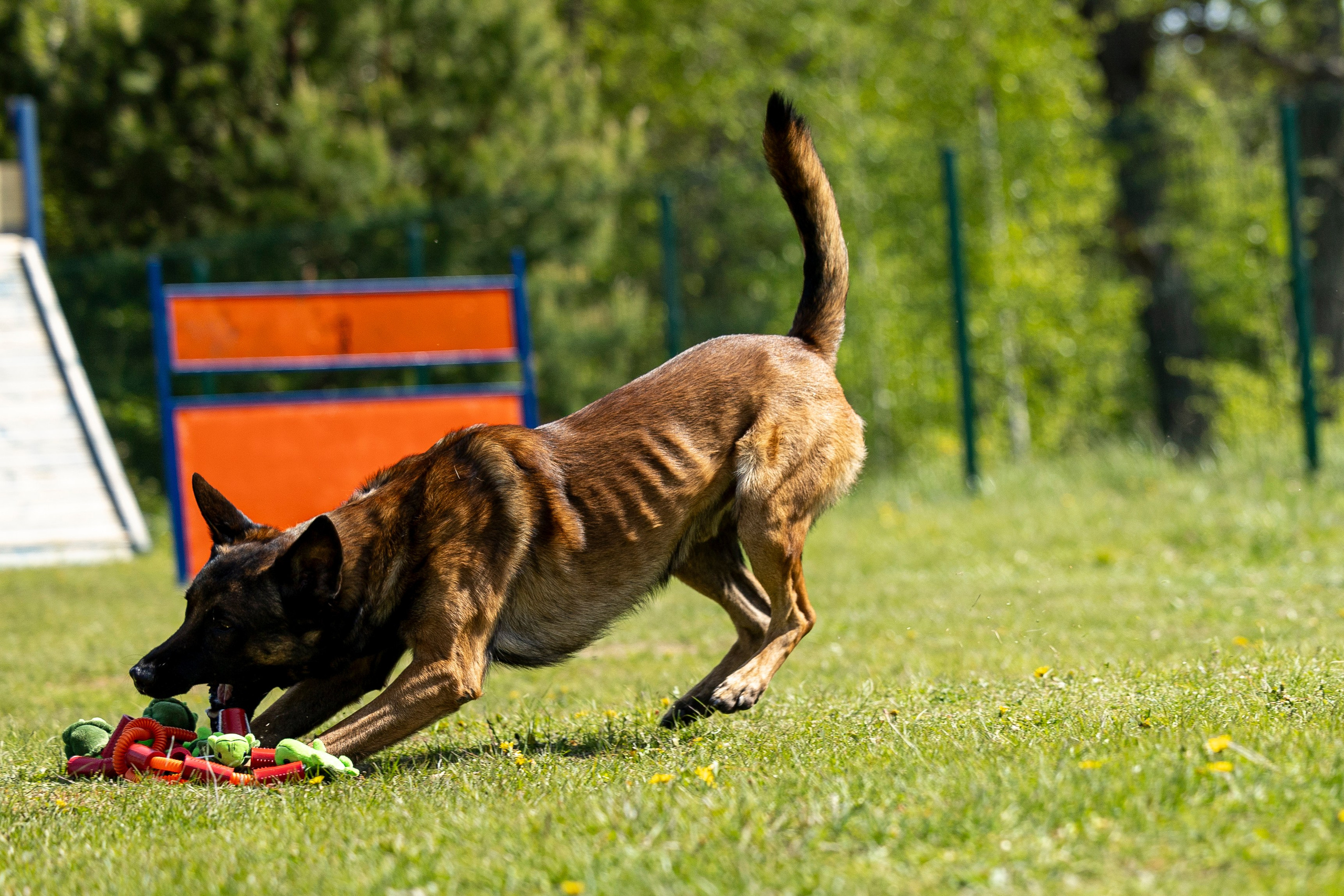 Испытания по мондьорингу в Нижнем Новгороде. Фотограф-анималист Анна Маринич
