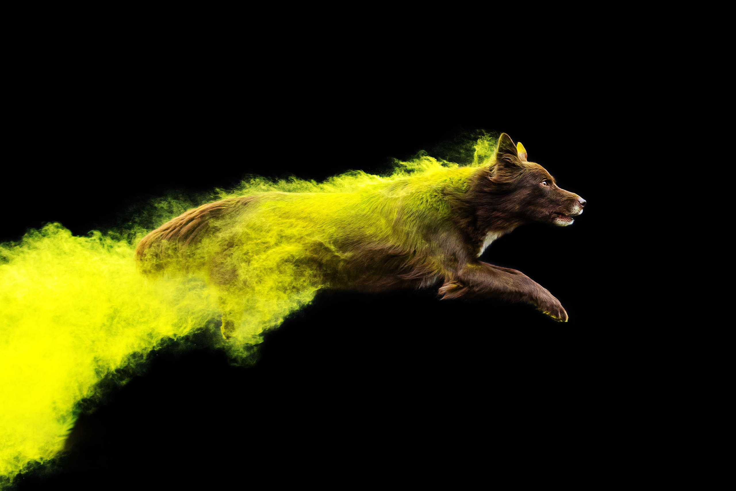 Пиксель и Зола