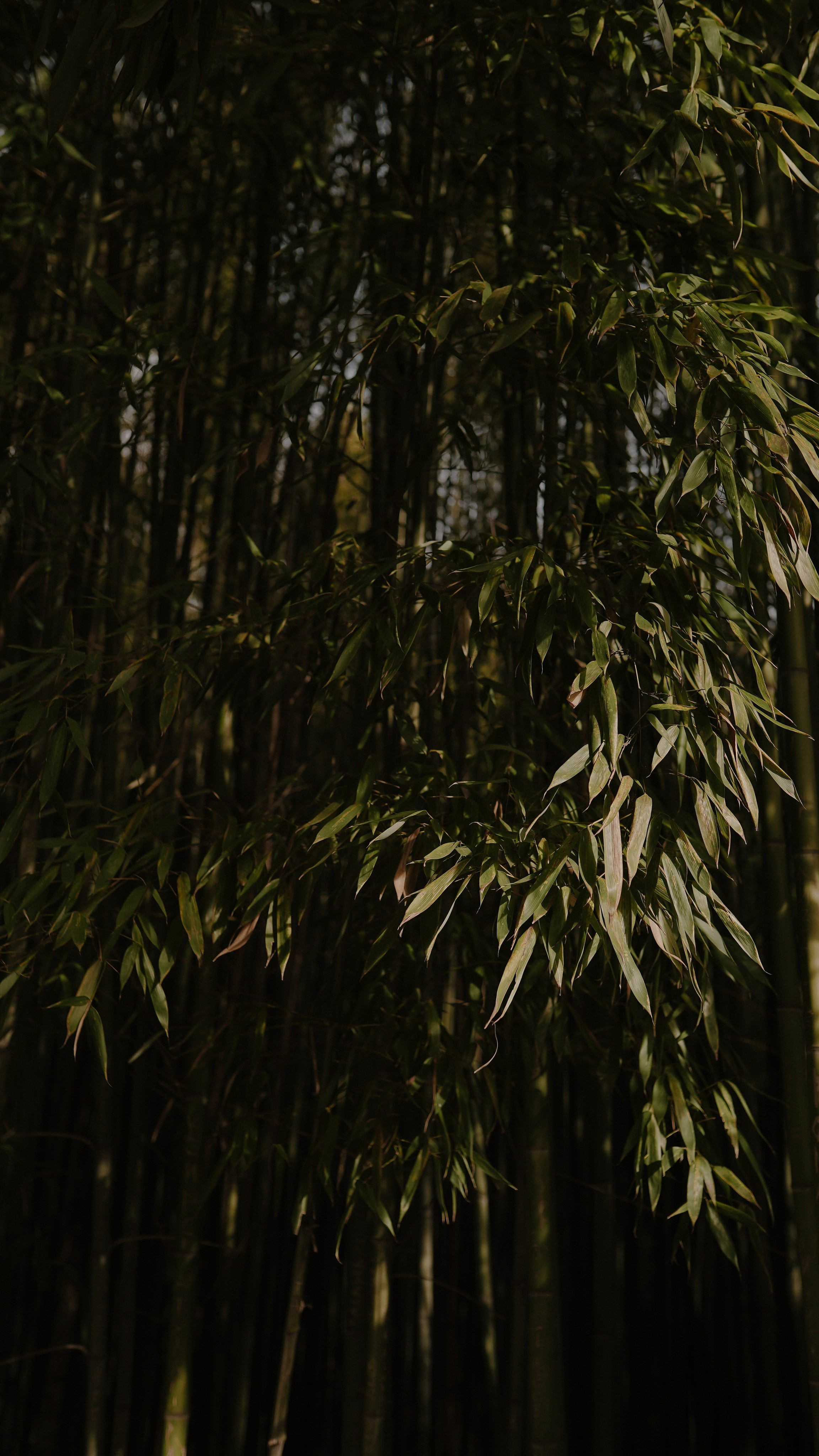 ЦВЕТЕНИЕ. Милана Довгаль - семейный фотограф и видеограф  в Адлере и Сочи