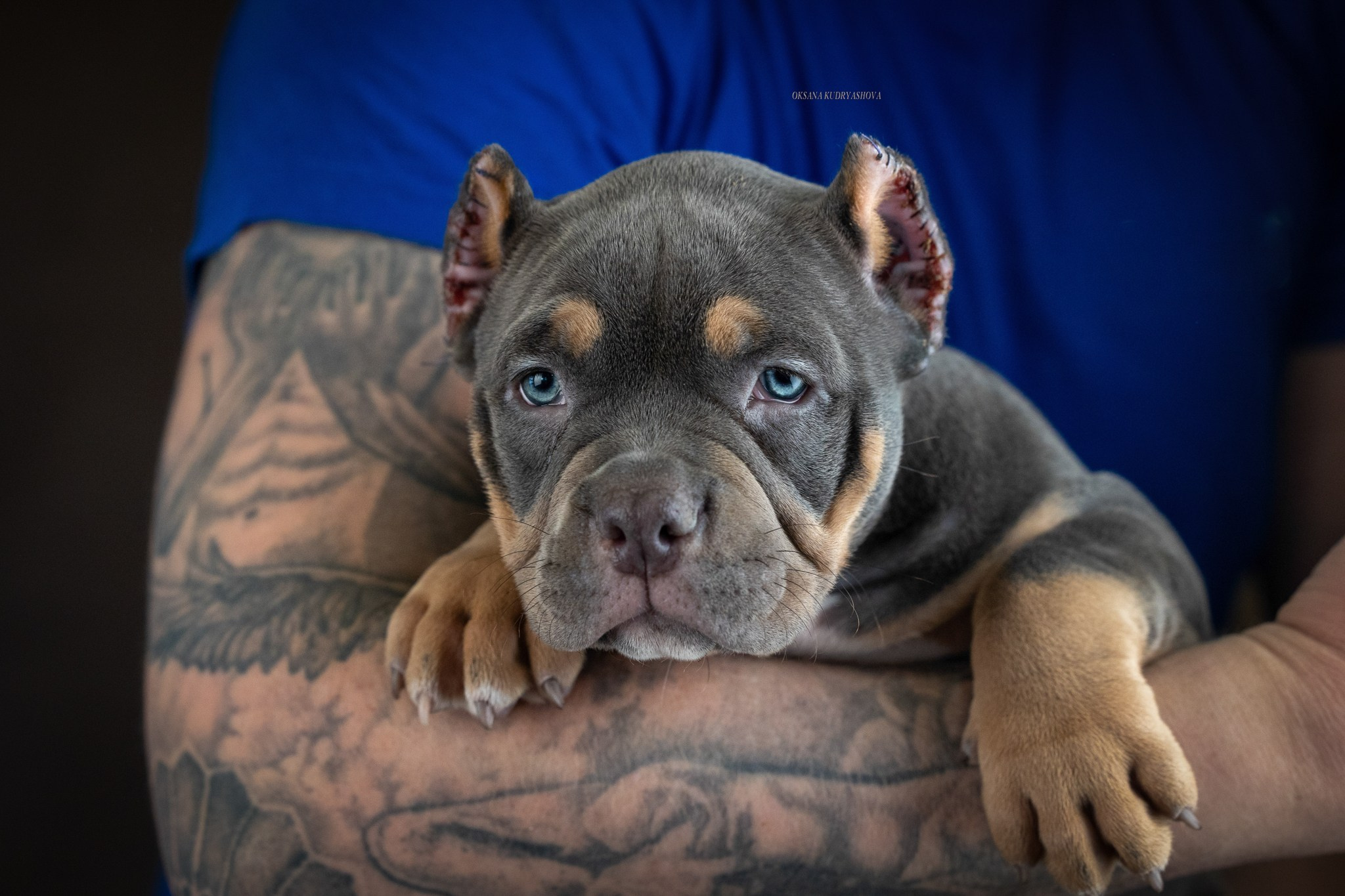 Американский булли!. Фотограф 📸 анималист, предметный, репортажный